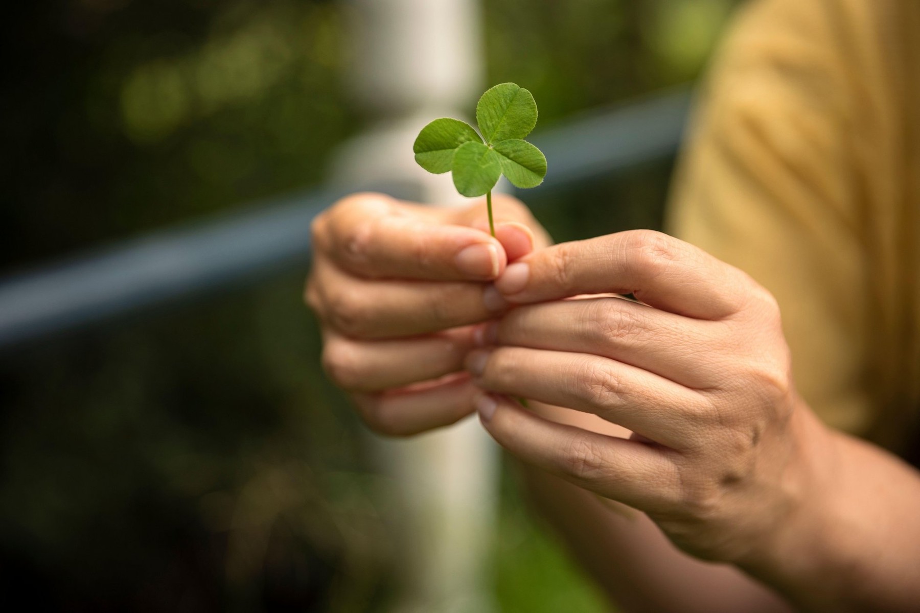 sreča, štiriperesna deteljica