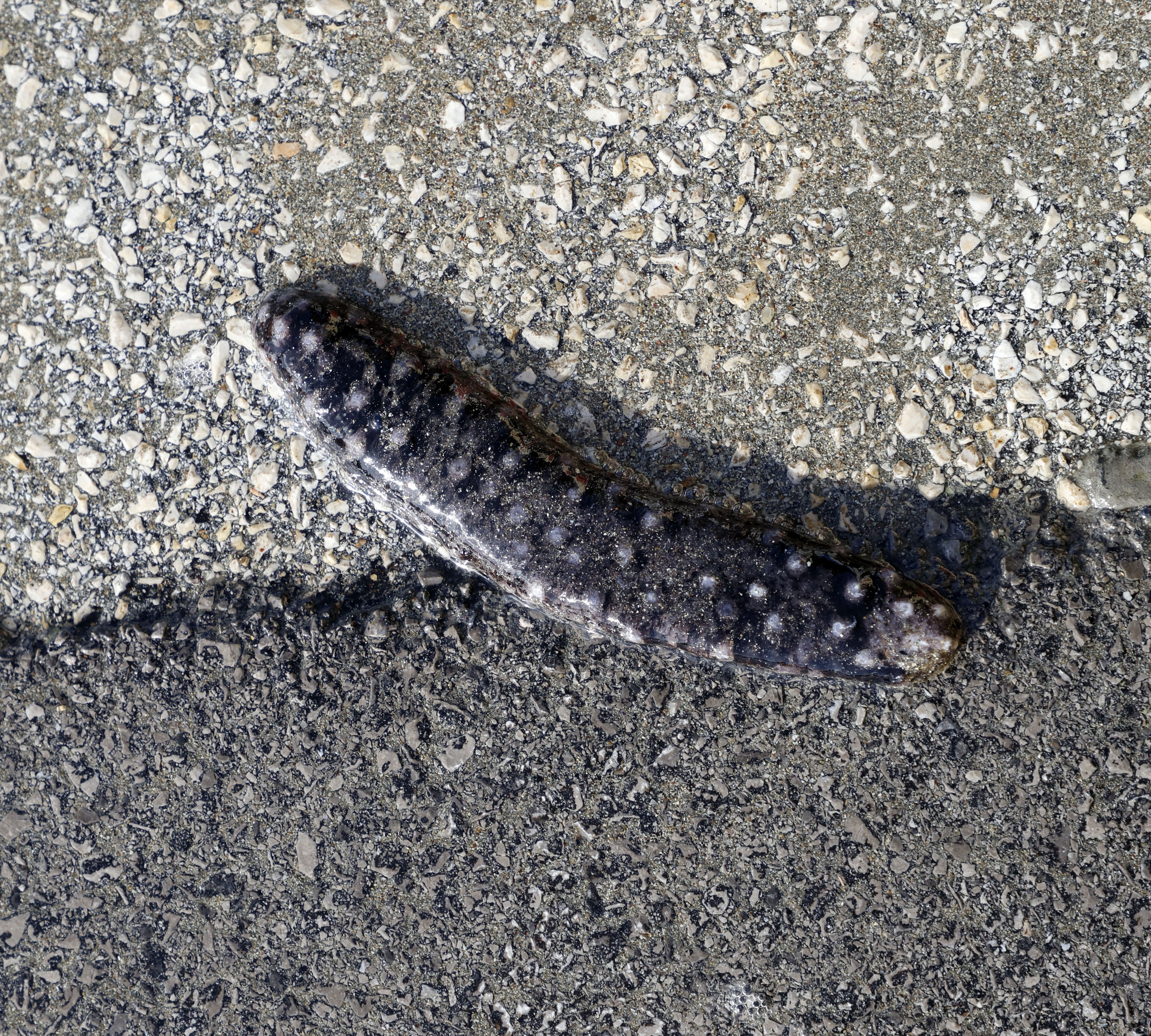 Foto: Borut Živulović/BOBO