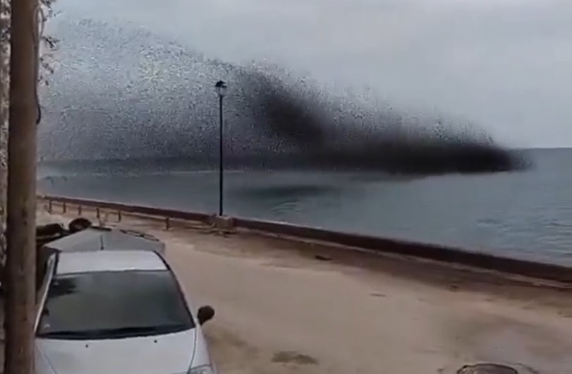 škorci, jata, Patras, Grčija