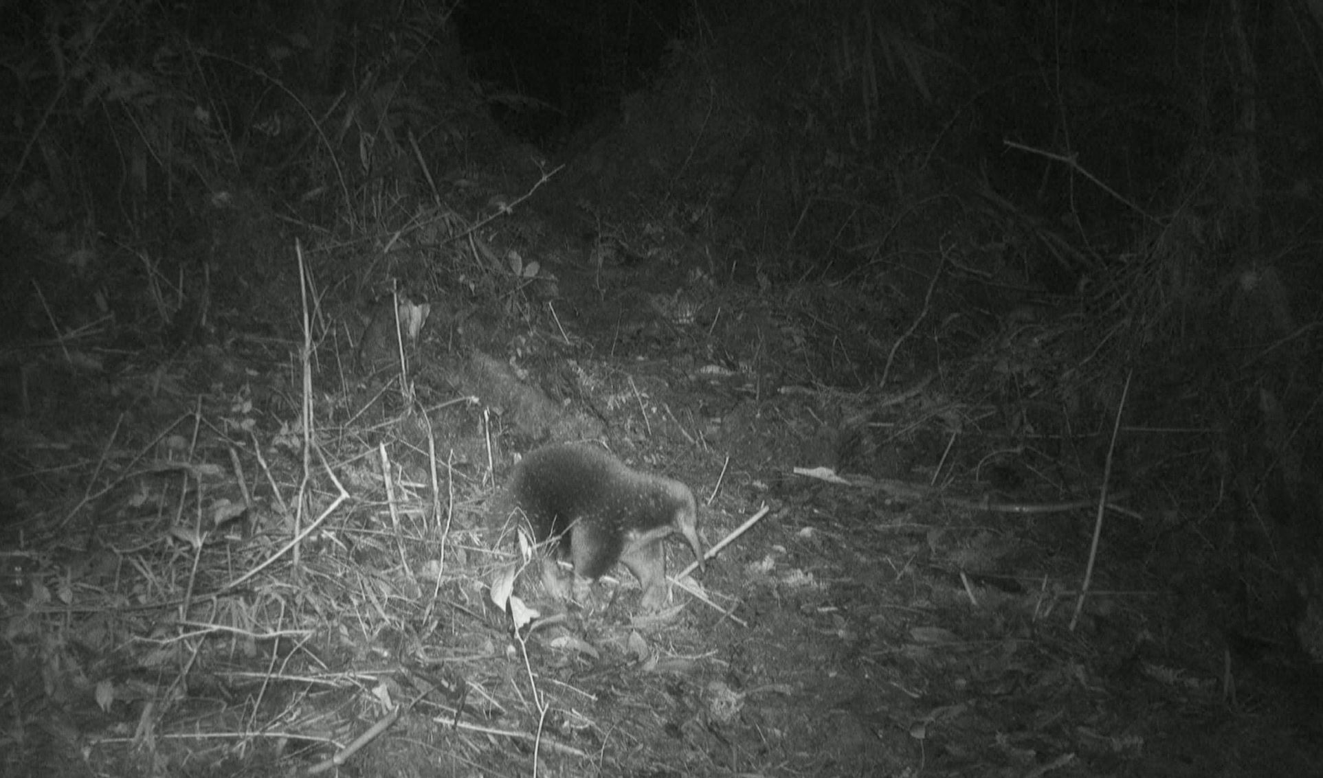 žival, ehidni, sesalec