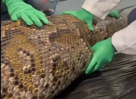 piton, kača, burmanski piton