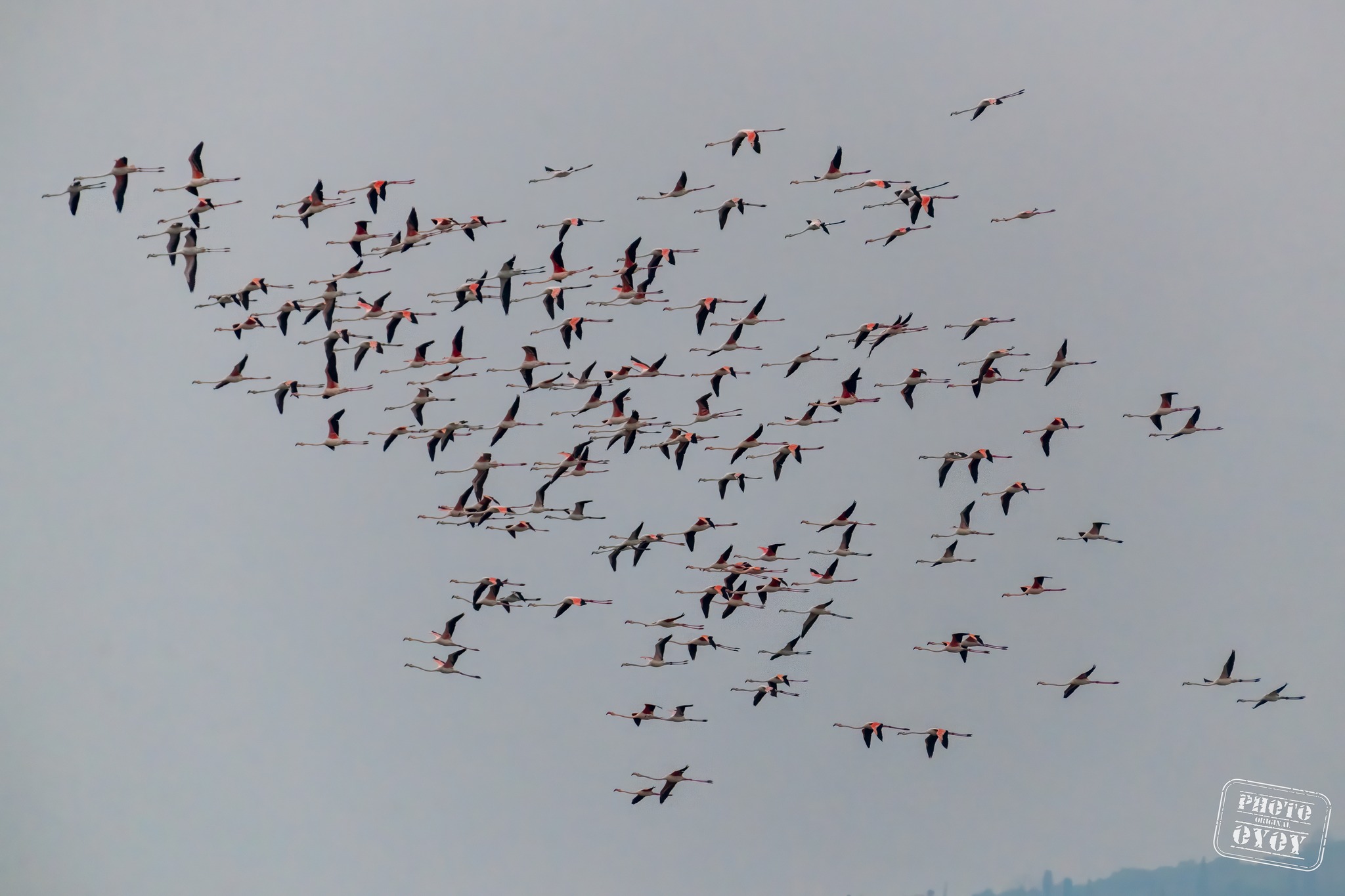 flamingi, plamenci, Sečoveljske soline, krajinski park
