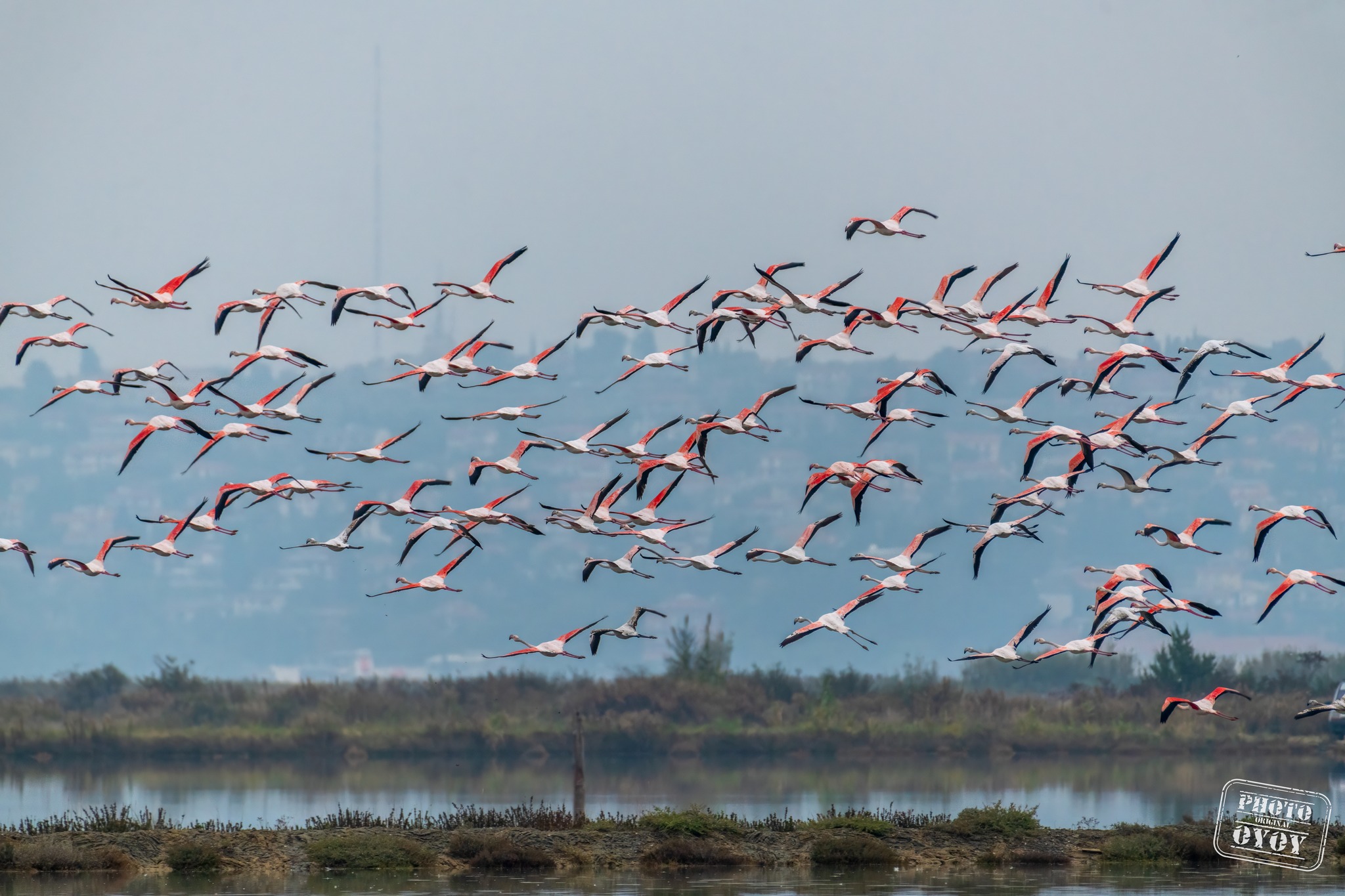 flamingi, plamenci, Sečoveljske soline, krajinski park