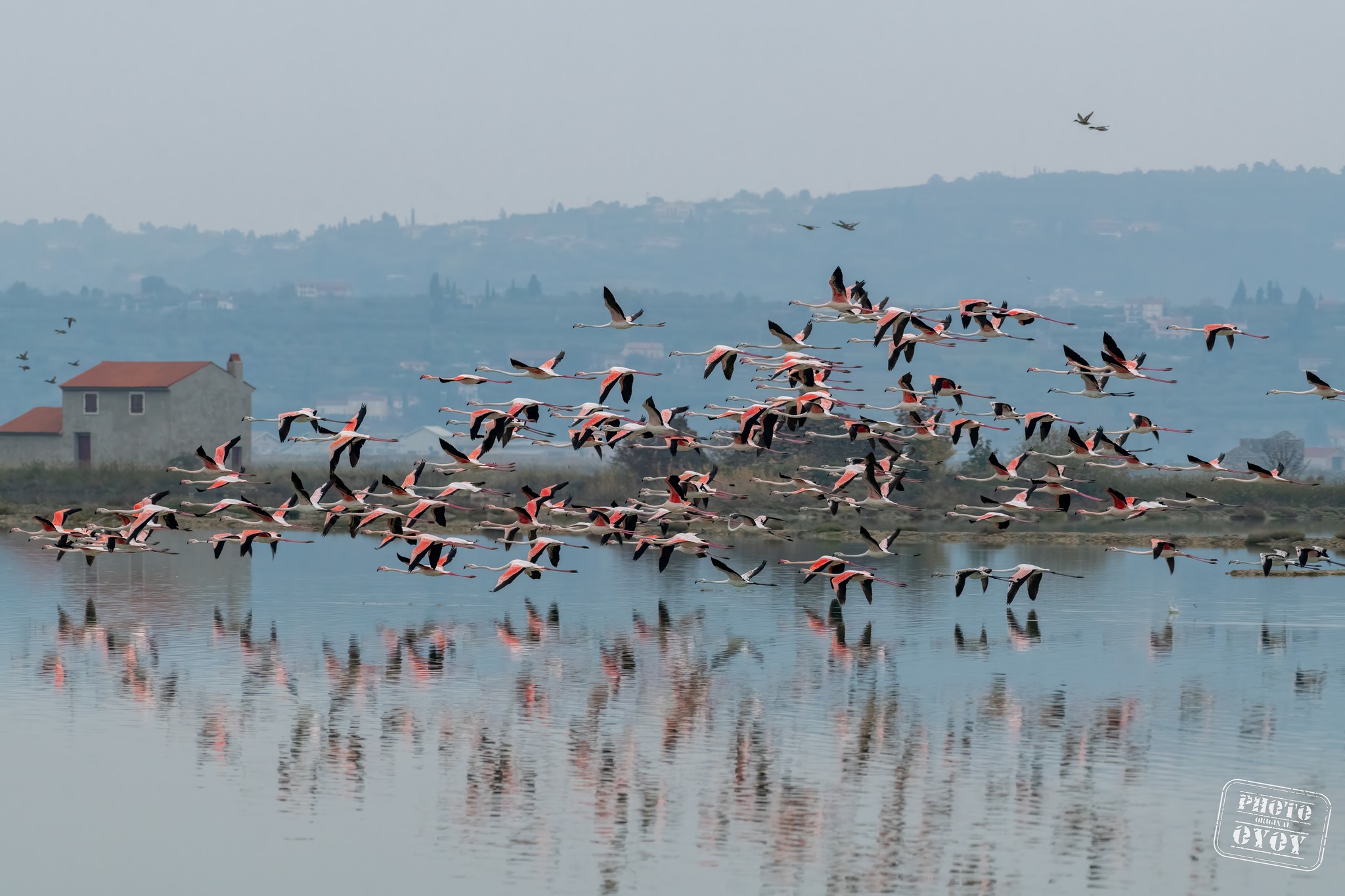 flamingi, plamenci, Sečoveljske soline, krajinski park