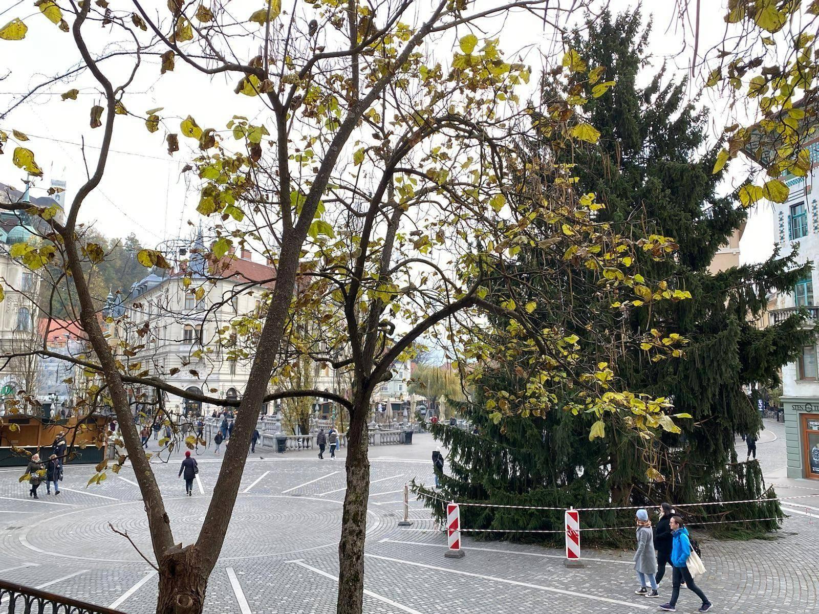 smreka, prešernov trg, okrasitev, praznična ljubljana, smreka tina