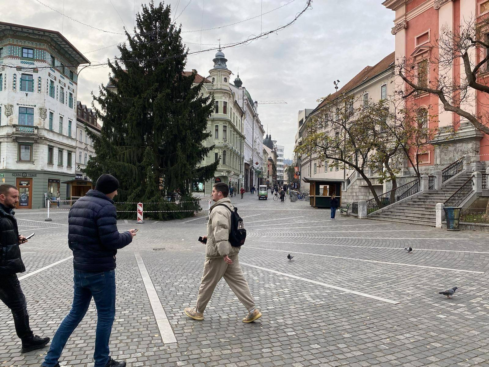 smreka, prešernov trg, okrasitev, praznična ljubljana, smreka tina