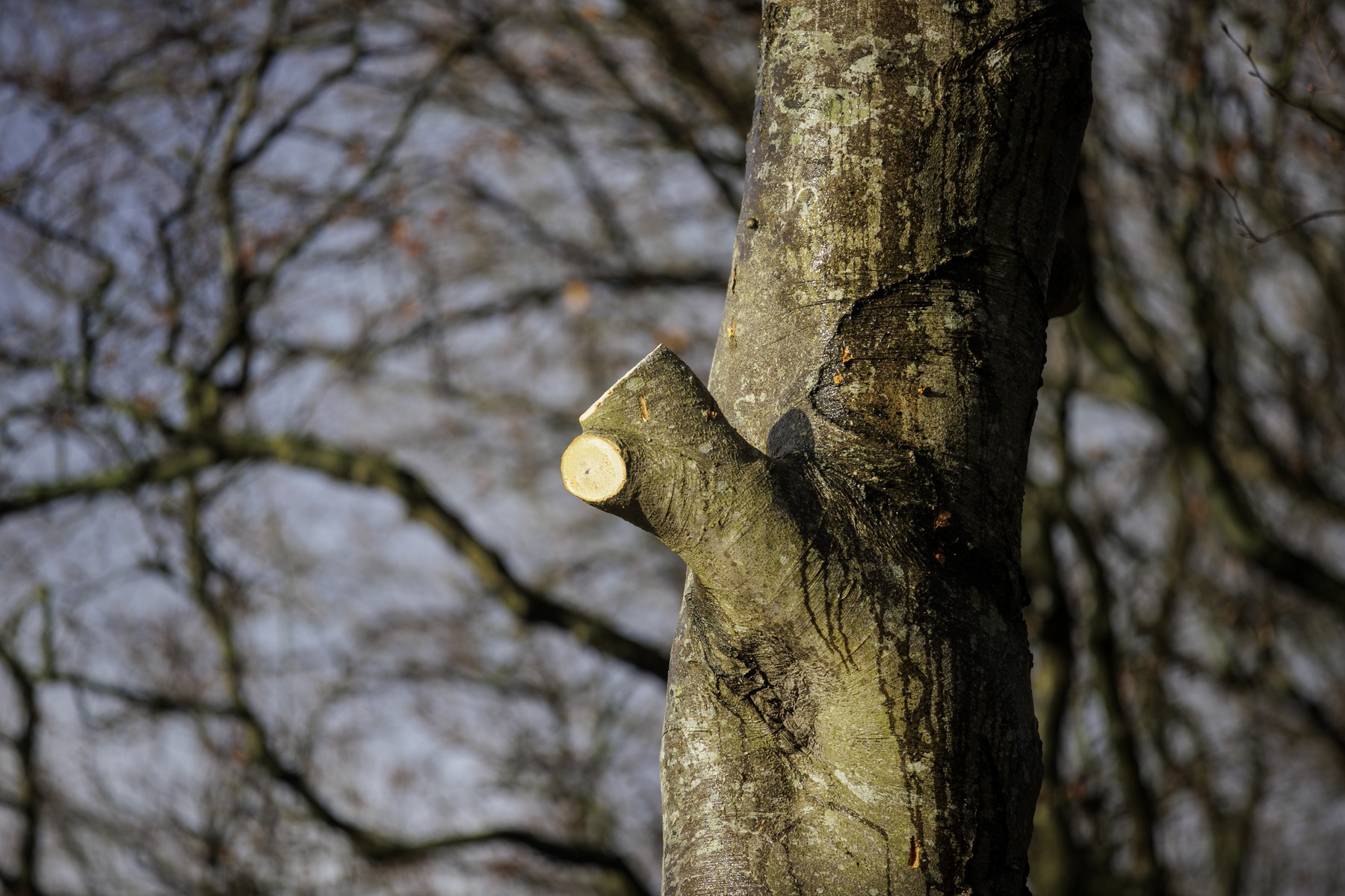 Drevesa, ki so zaslovela v seriji Igra prestolov (Foto: PROFIMEDIA)