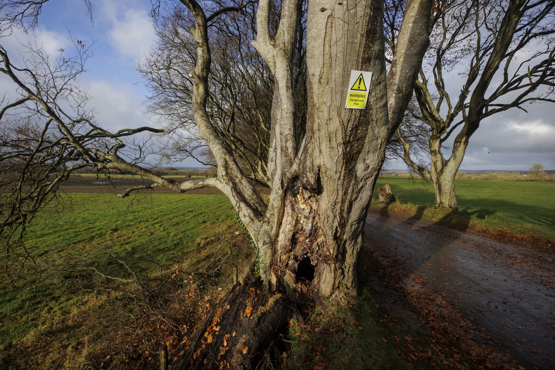 DREVO, POSEK, IGRA PRESTOLOV