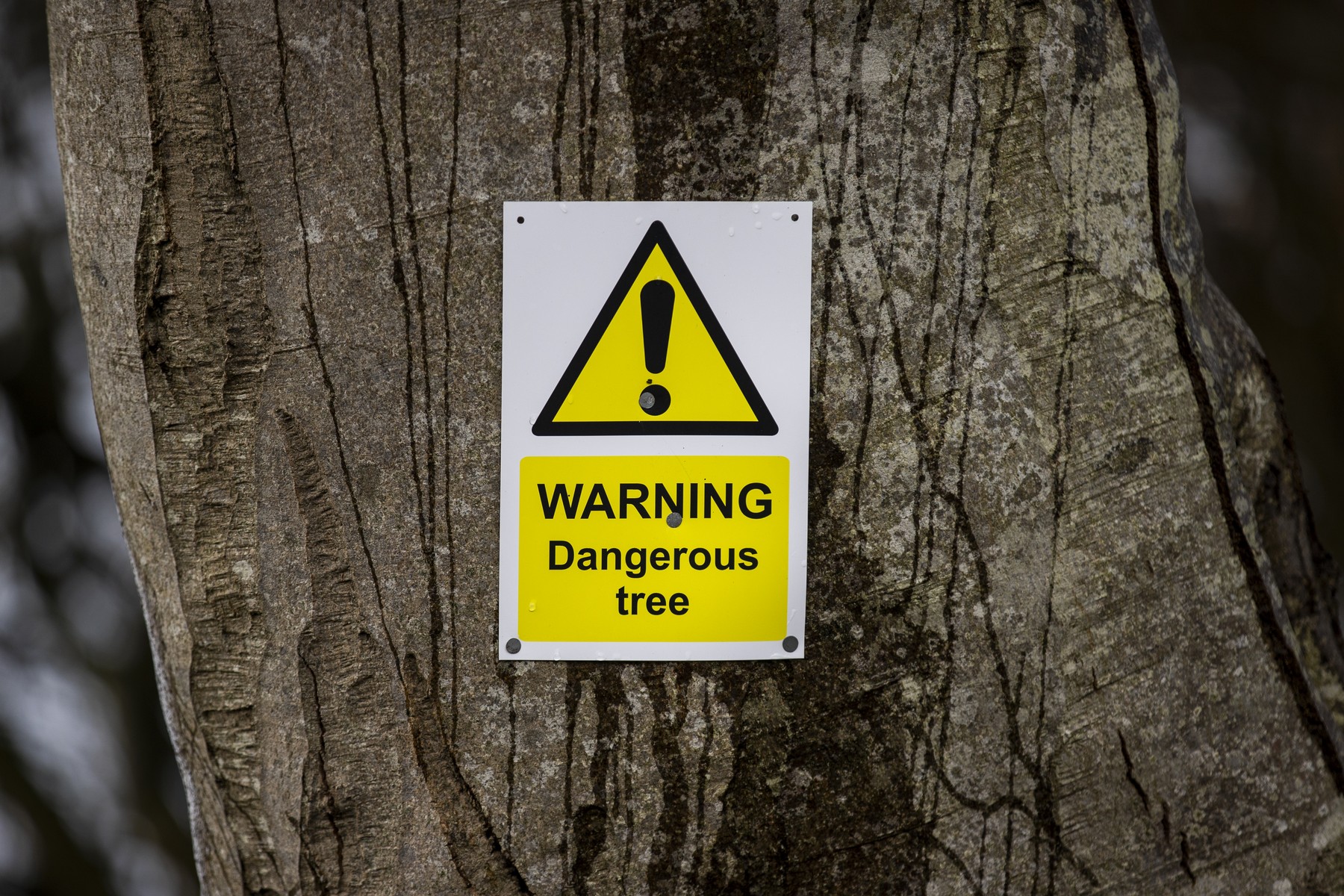 DREVO, POSEK, IGRA PRESTOLOV