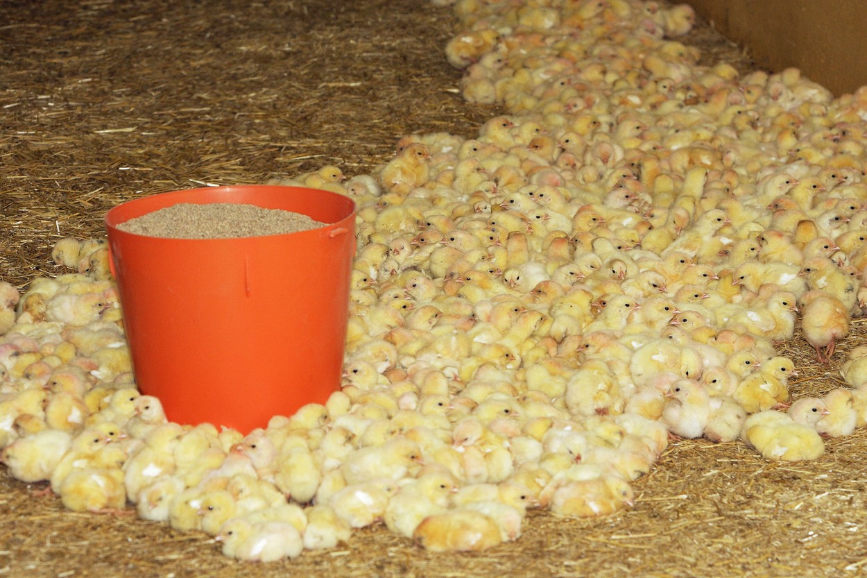 Piščančja farma, piščanec, piščanci,