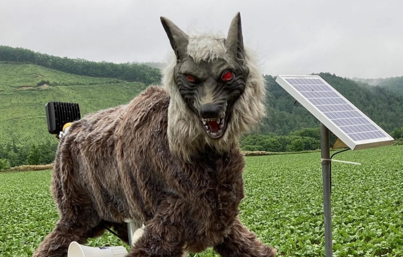 volk robot ,Japonska