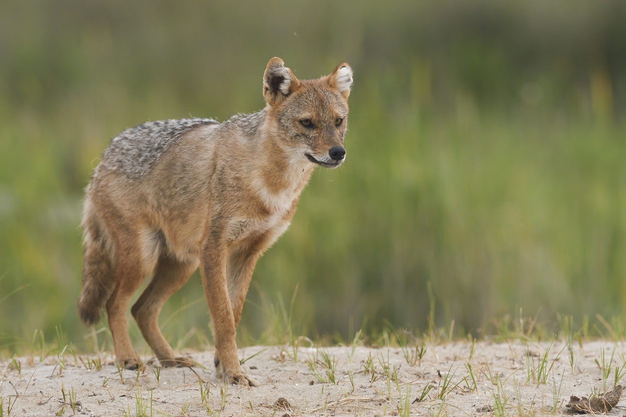 šakal, zlati šakal, zver
