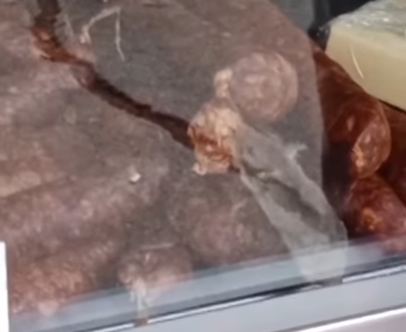 miš, mesnica, Srbija