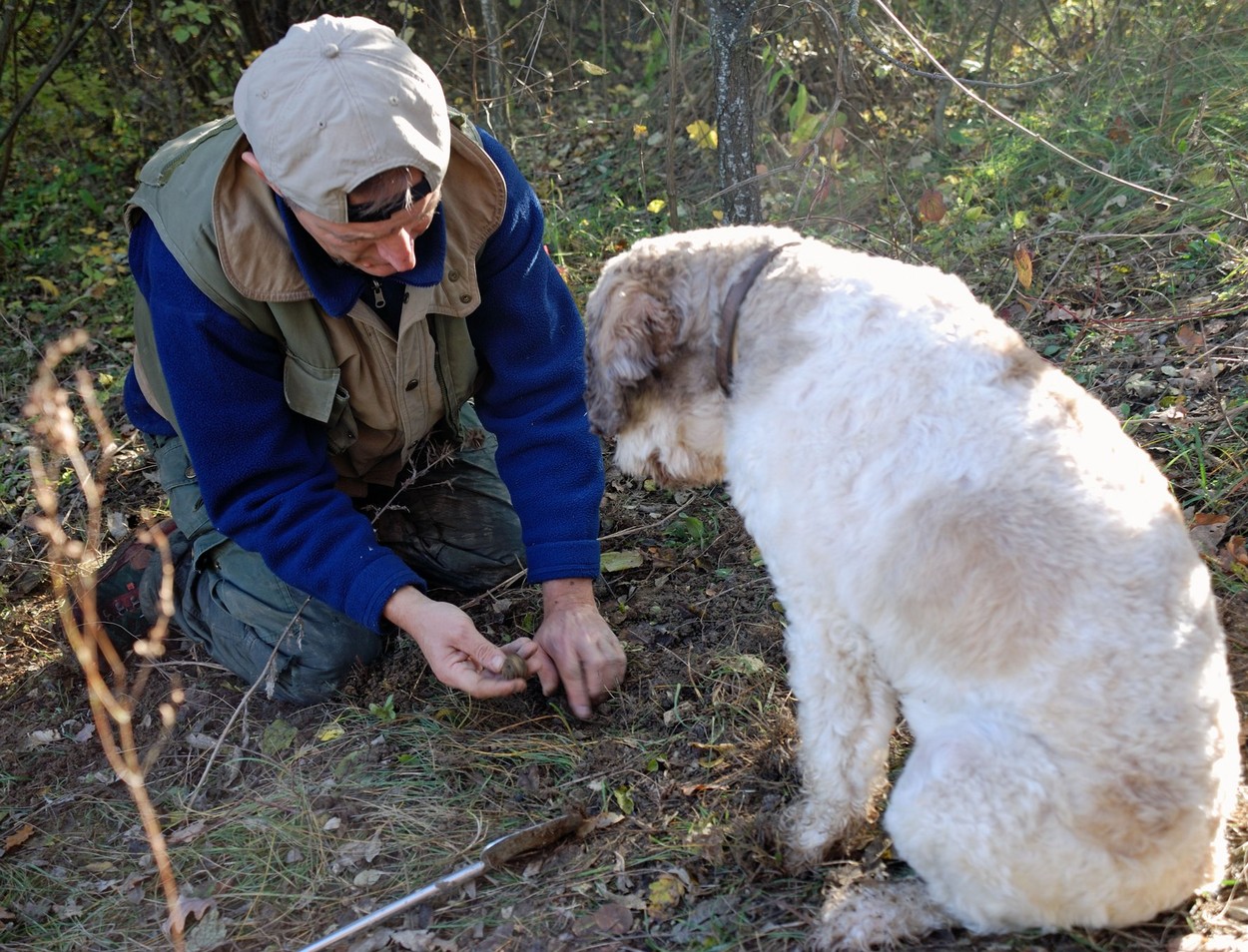 lovci na tartufe, psi