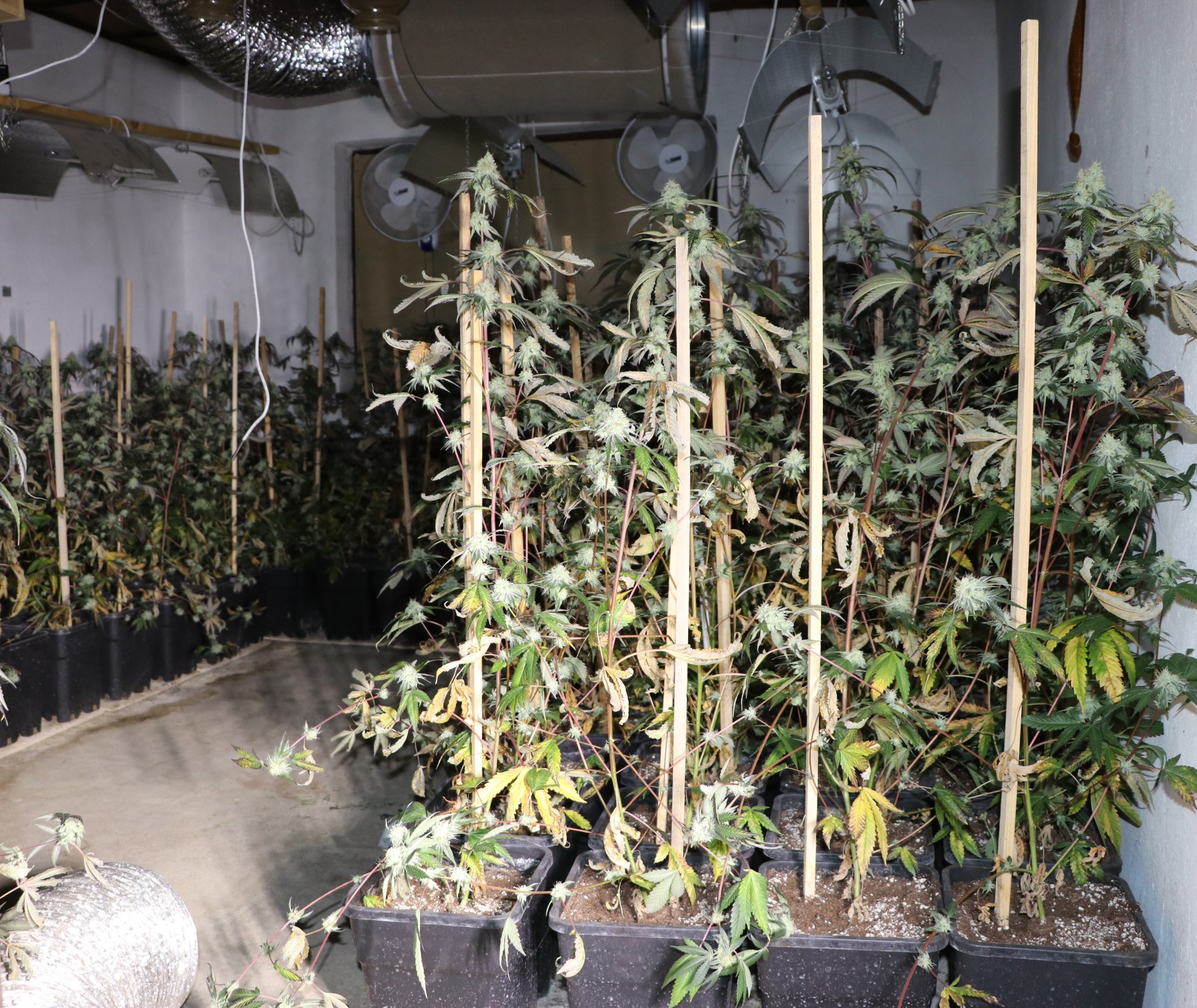 konoplja, policija, zaseg, droge