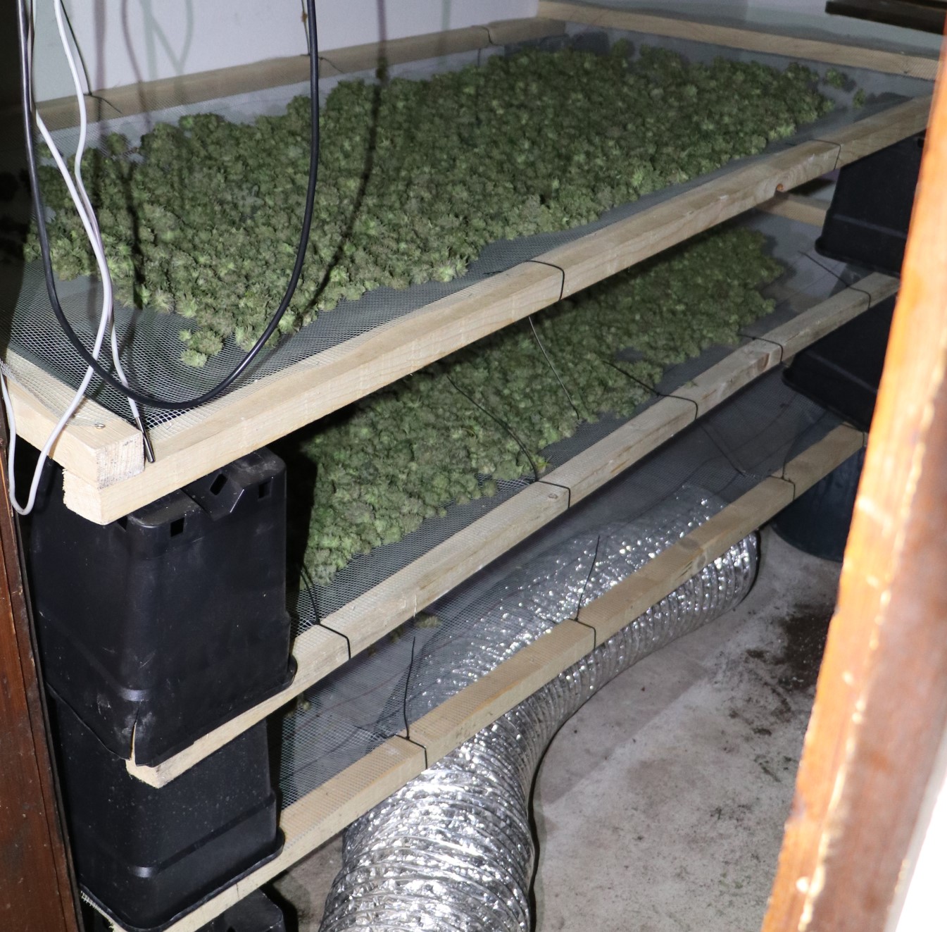 konoplja, policija, zaseg, droge