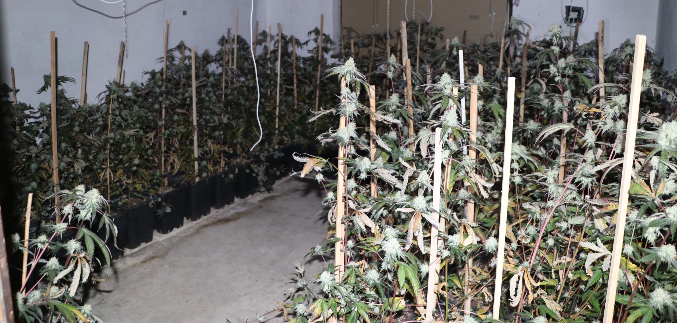 konoplja, policija, zaseg, droge