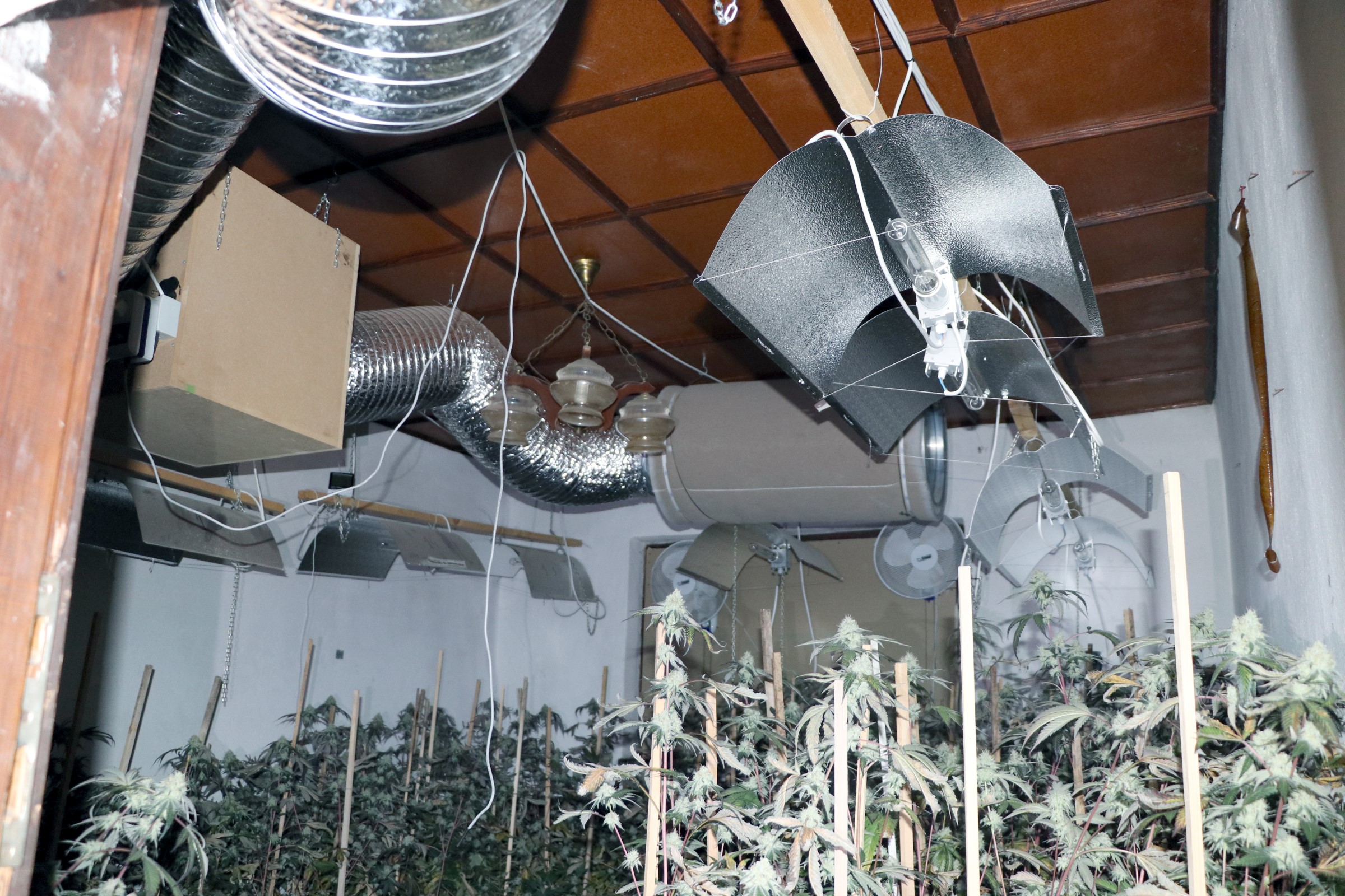 konoplja, policija, zaseg, droge