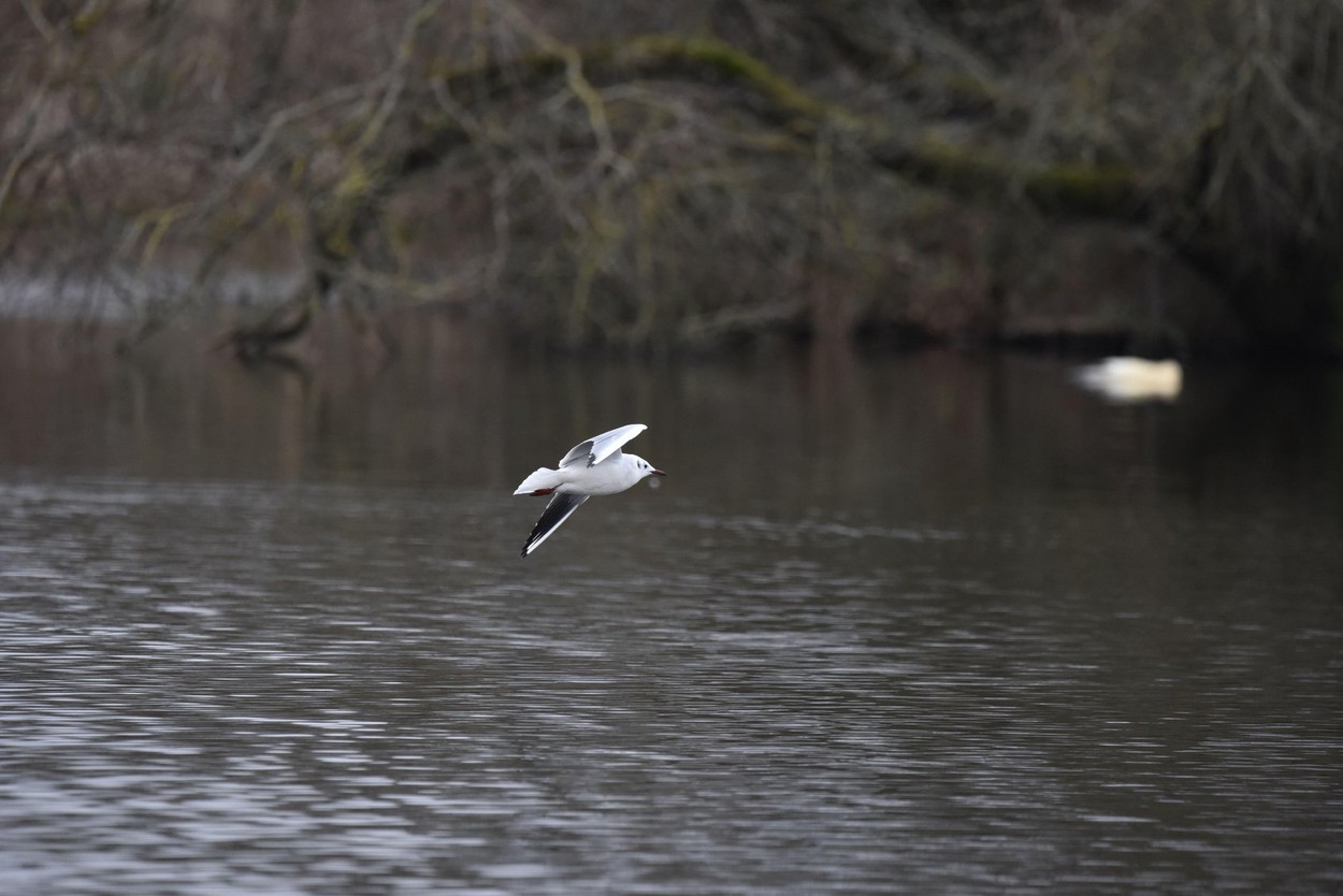 gramoznica, voda, jezero, ptič