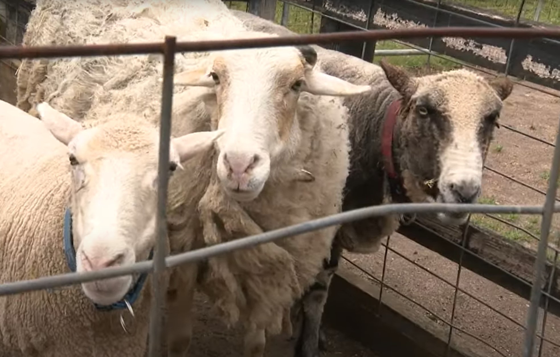 ovce, ovni, izgubljene, rešene, Avstralija