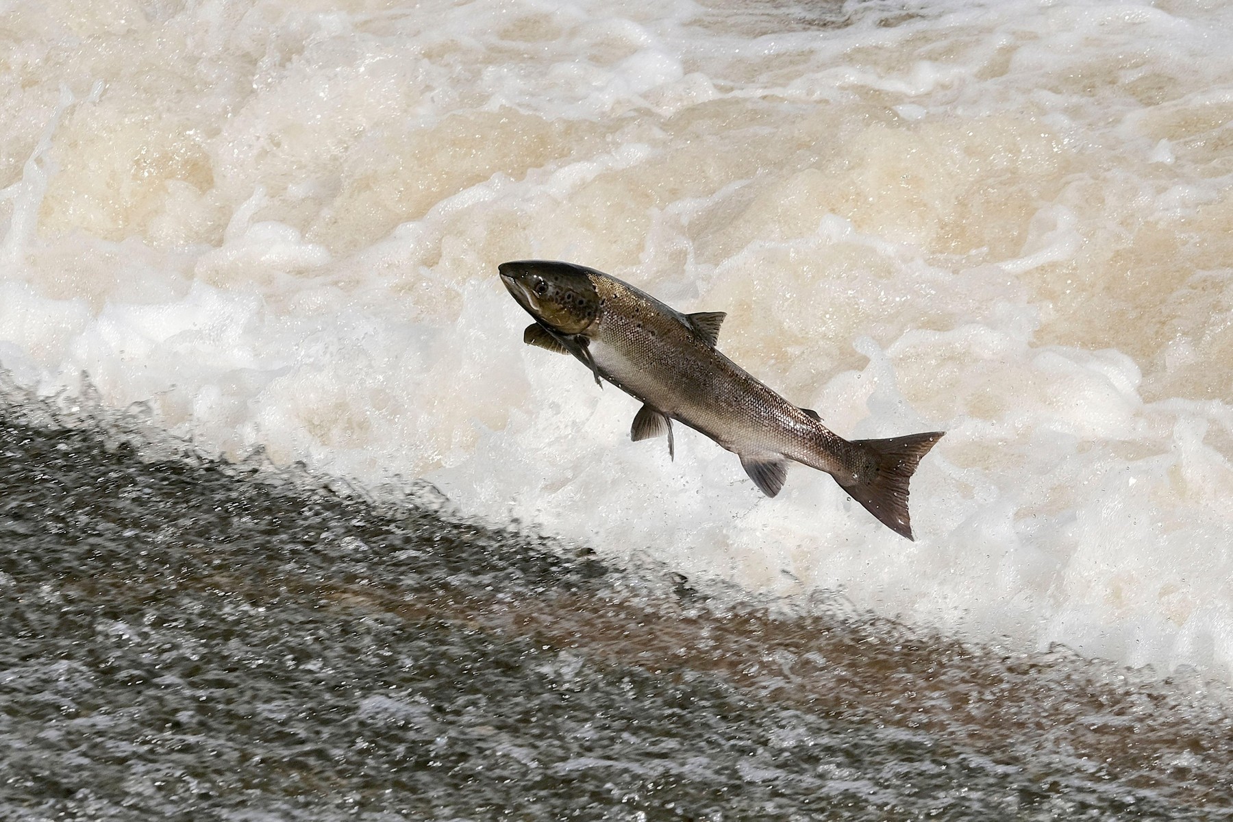 Losos, atlantski losos