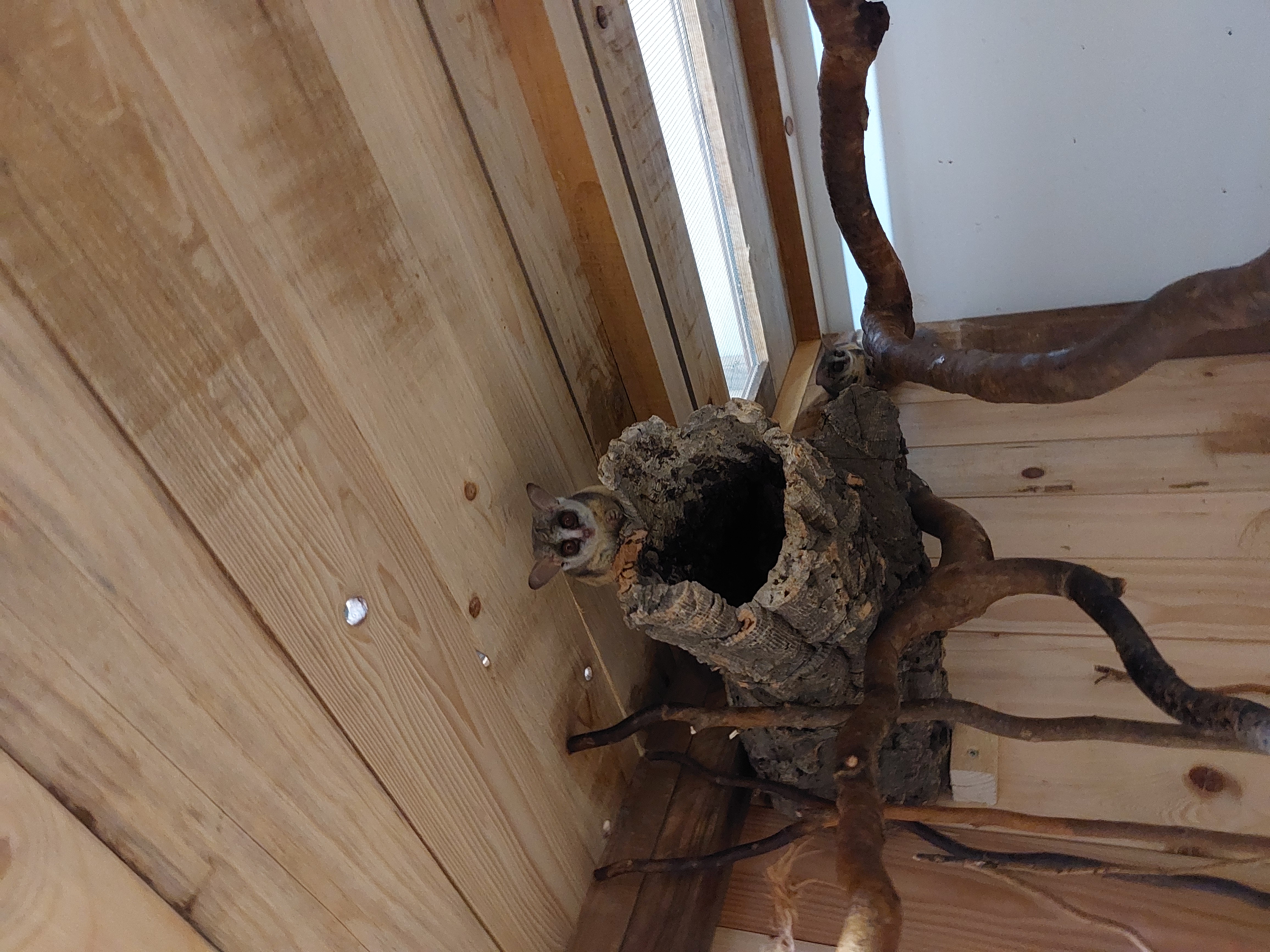 Moholijevi galagi v Tropski hiši (Foto: Tropska hiša)