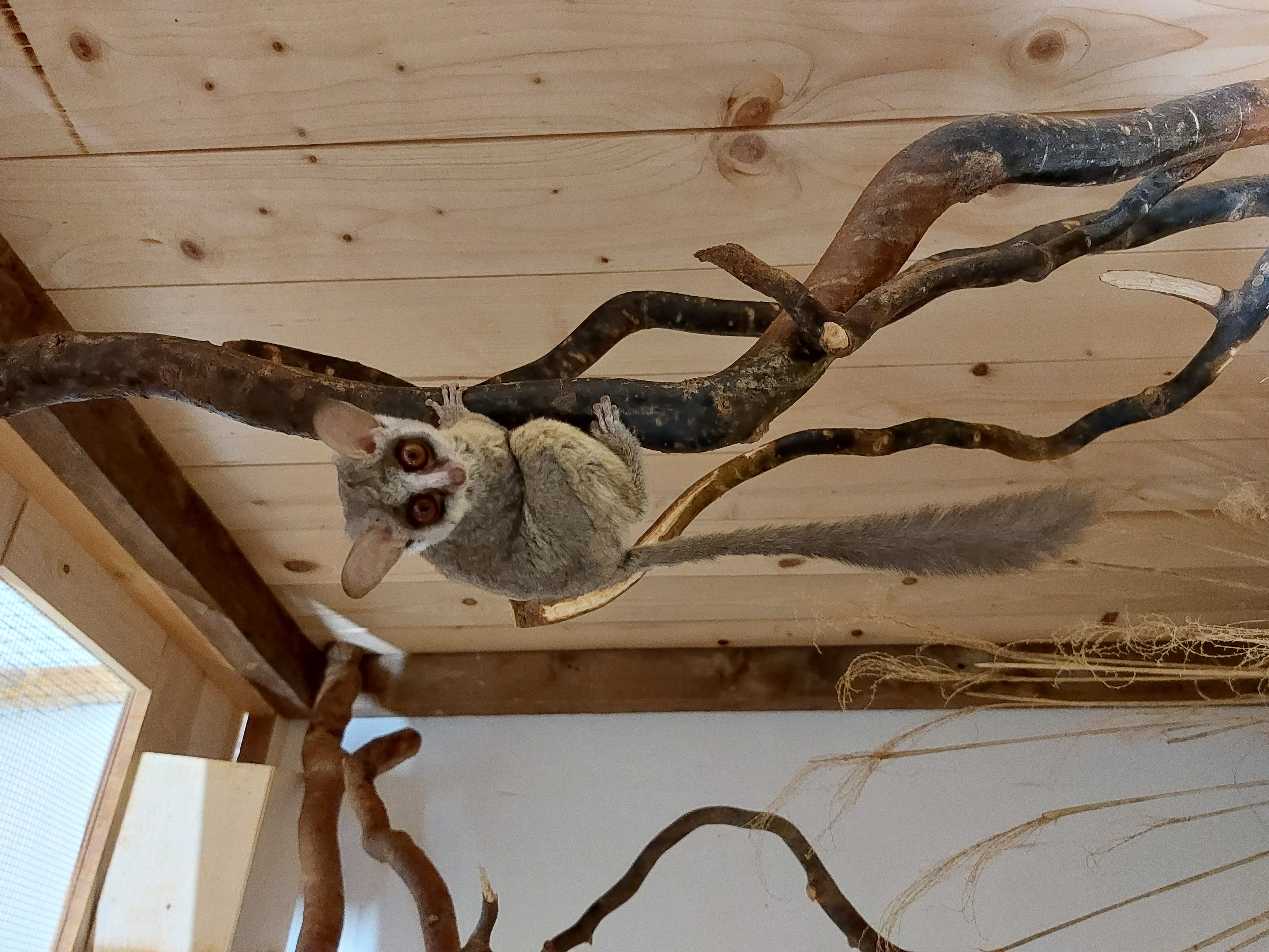 Moholijevi galagi v Tropski hiši (Foto: Tropska hiša)