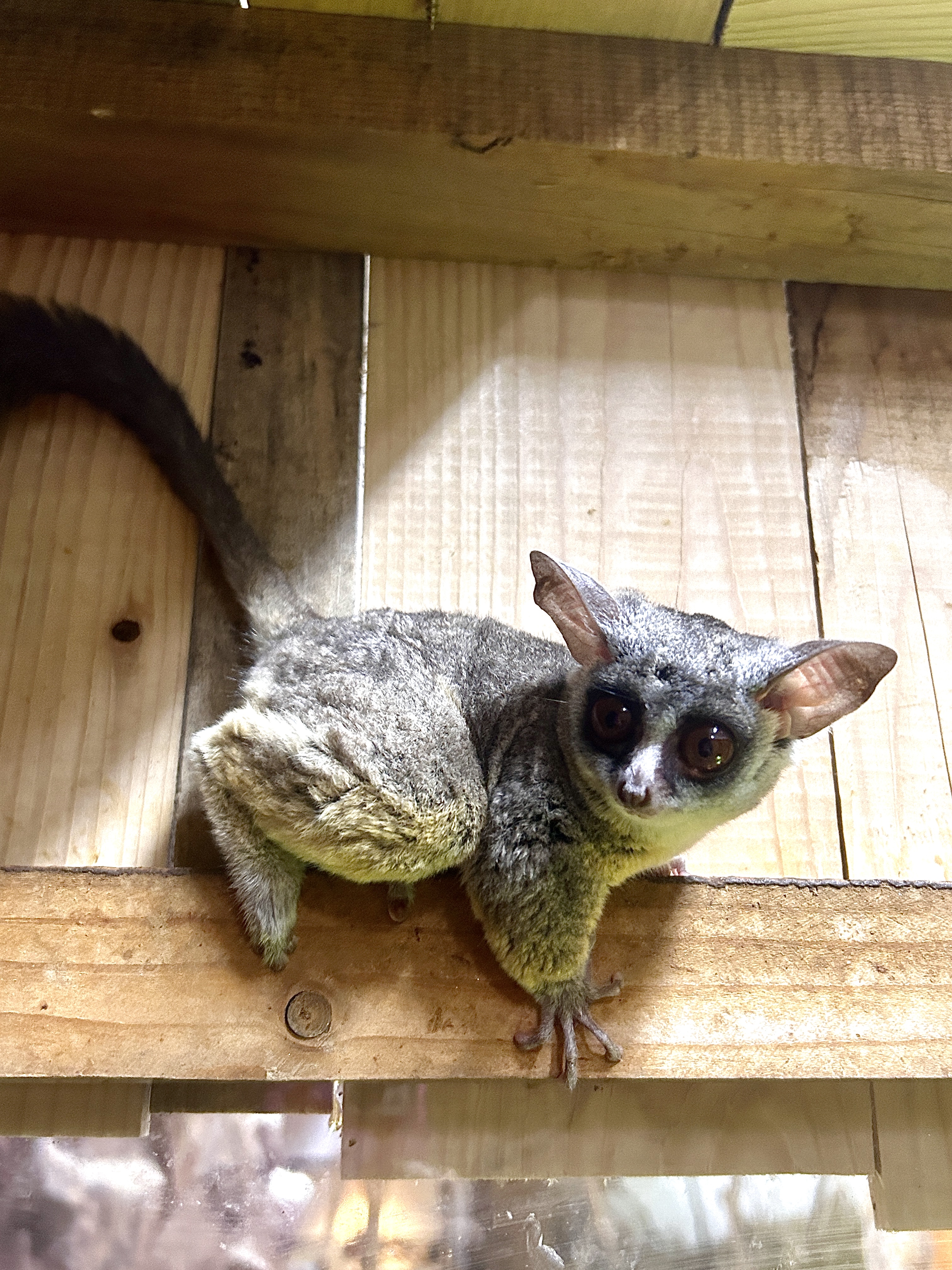 Moholijevi galagi v Tropski hiši (Foto: Tropska hiša)