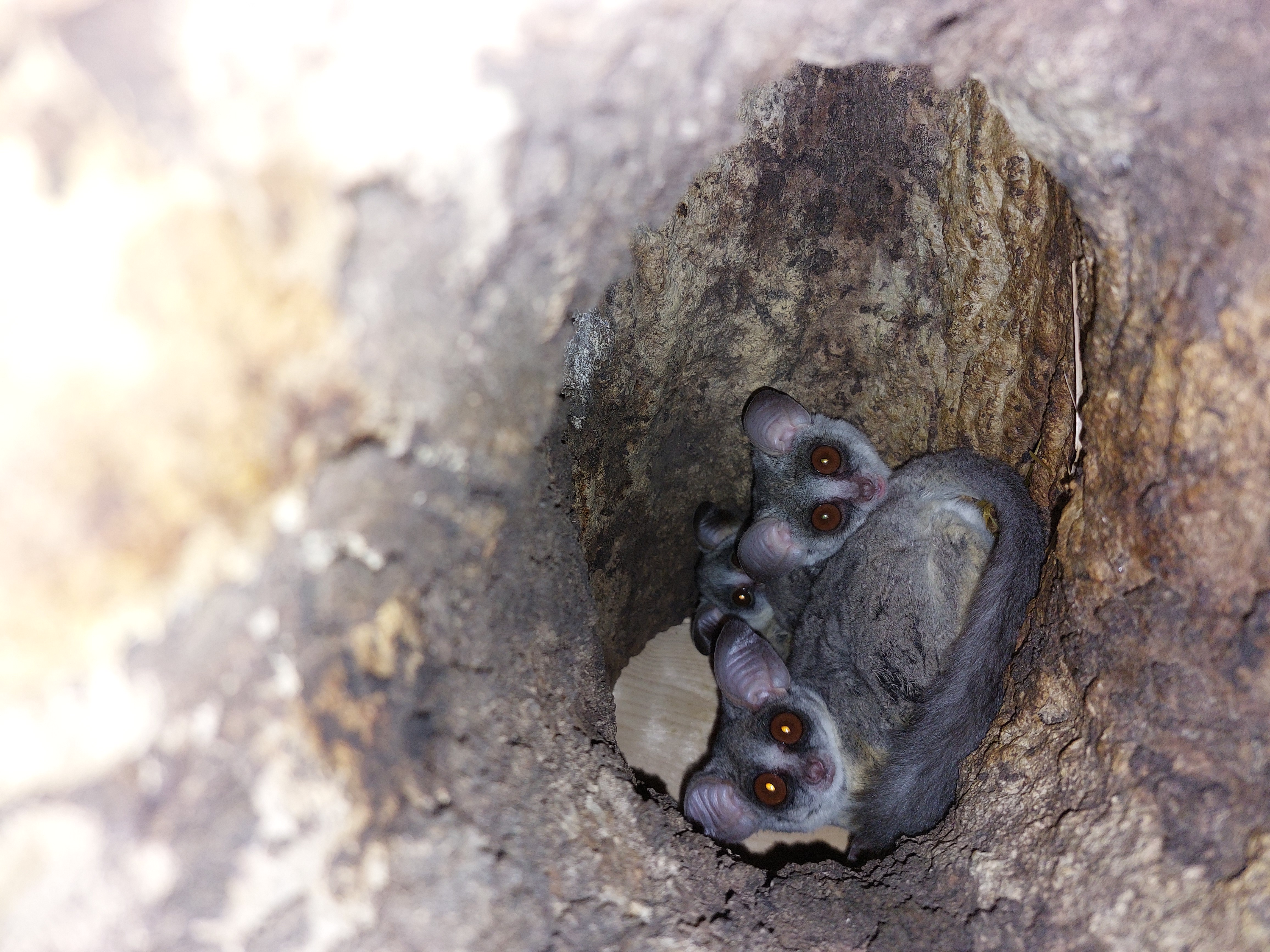 Moholijevi galagi v Tropski hiši (Foto: Tropska hiša)