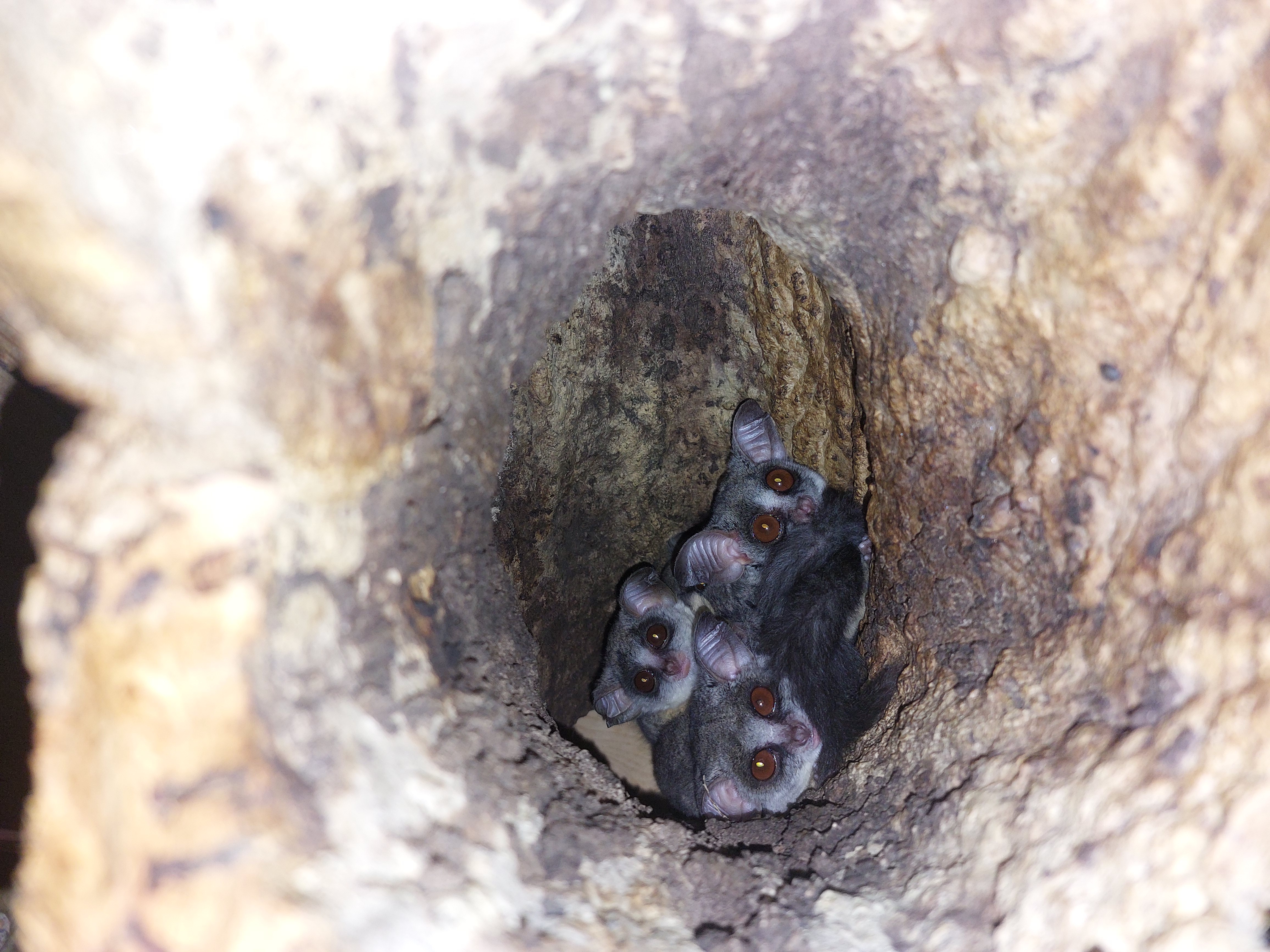 Moholijevi galagi v Tropski hiši (Foto: Tropska hiša)