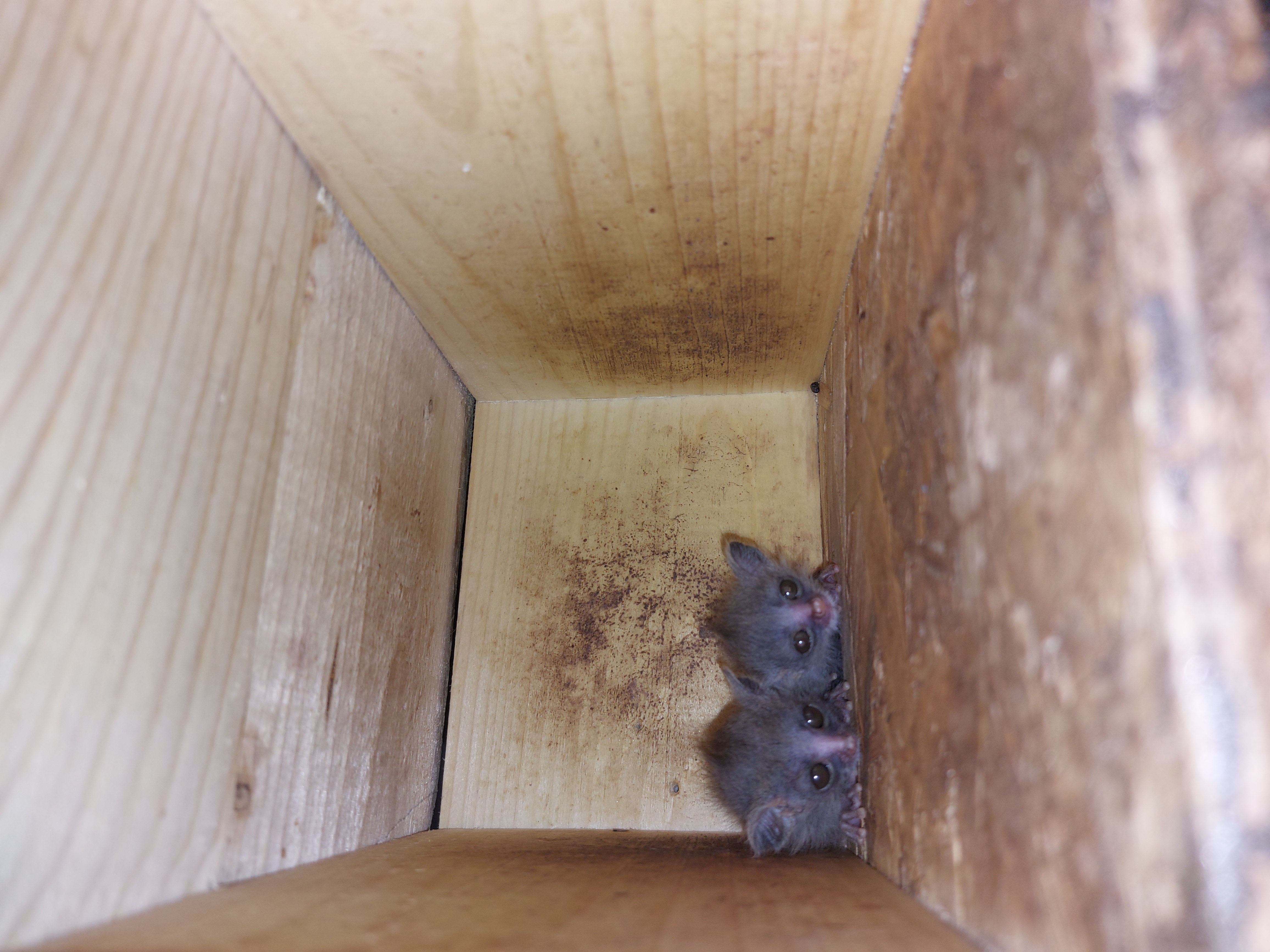 Moholijevi galagi v Tropski hiši (Foto: Tropska hiša)