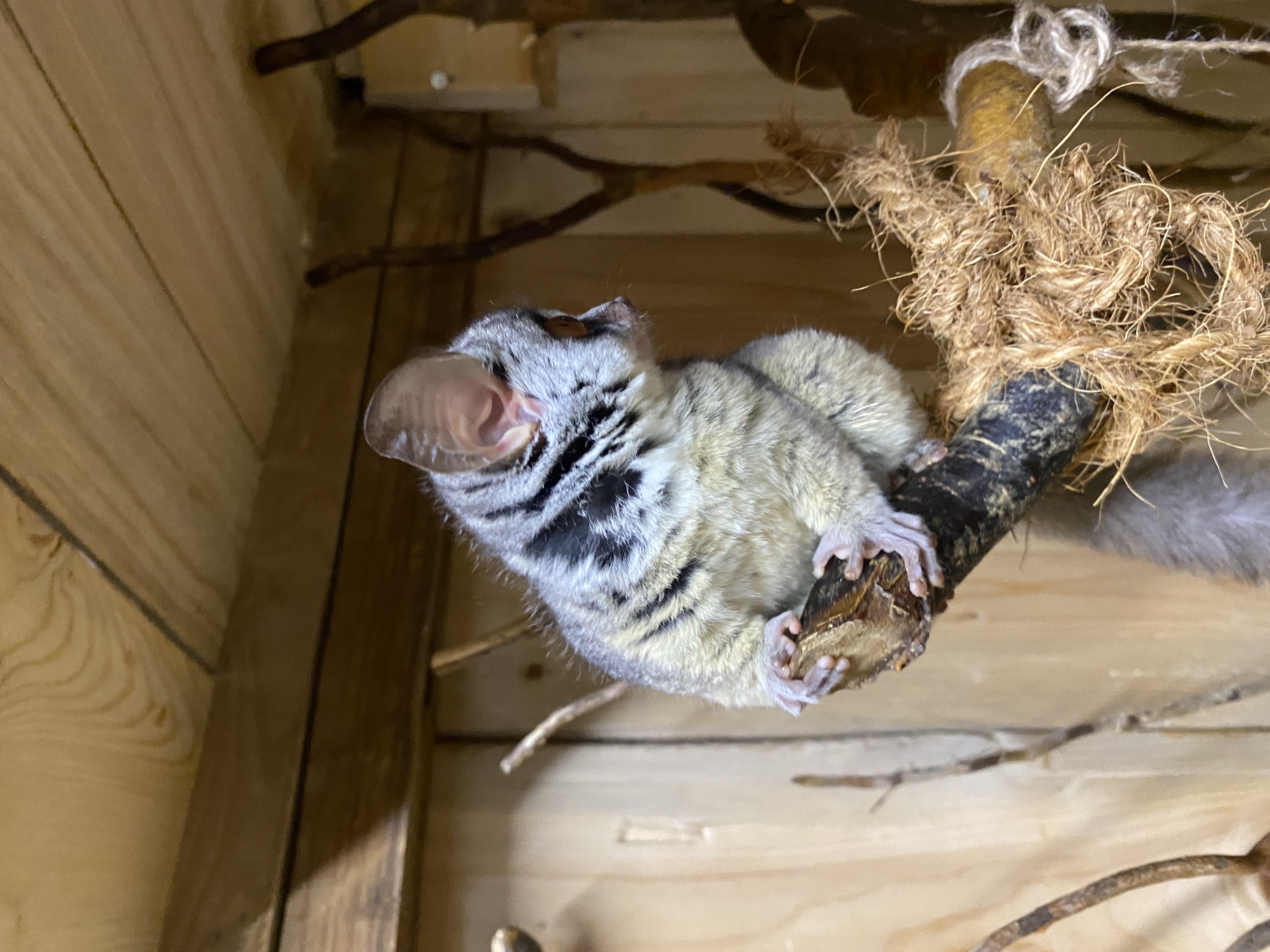 Moholijevi galagi v Tropski hiši (Foto: Tropska hiša)