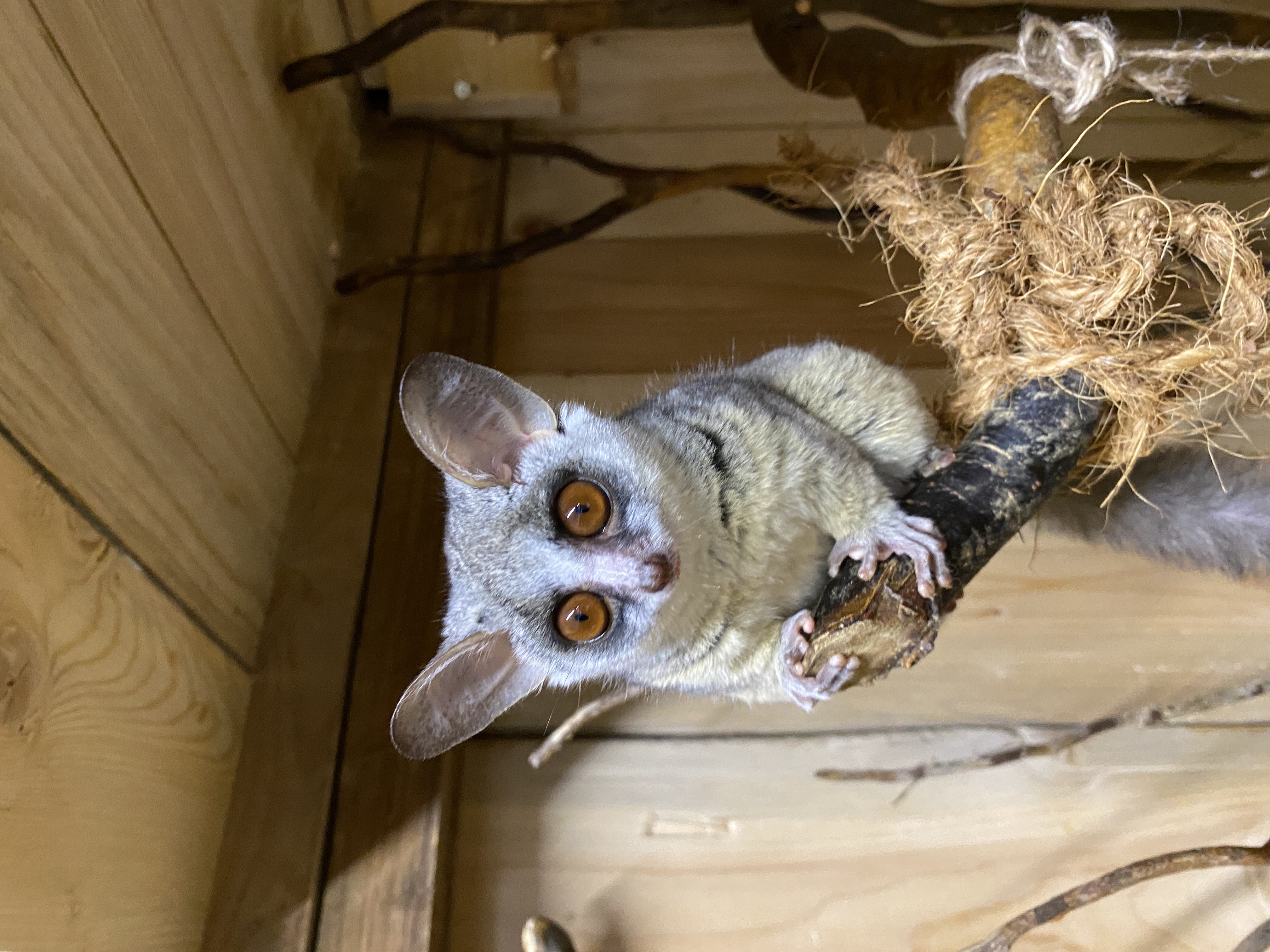 Moholijevi galagi v Tropski hiši