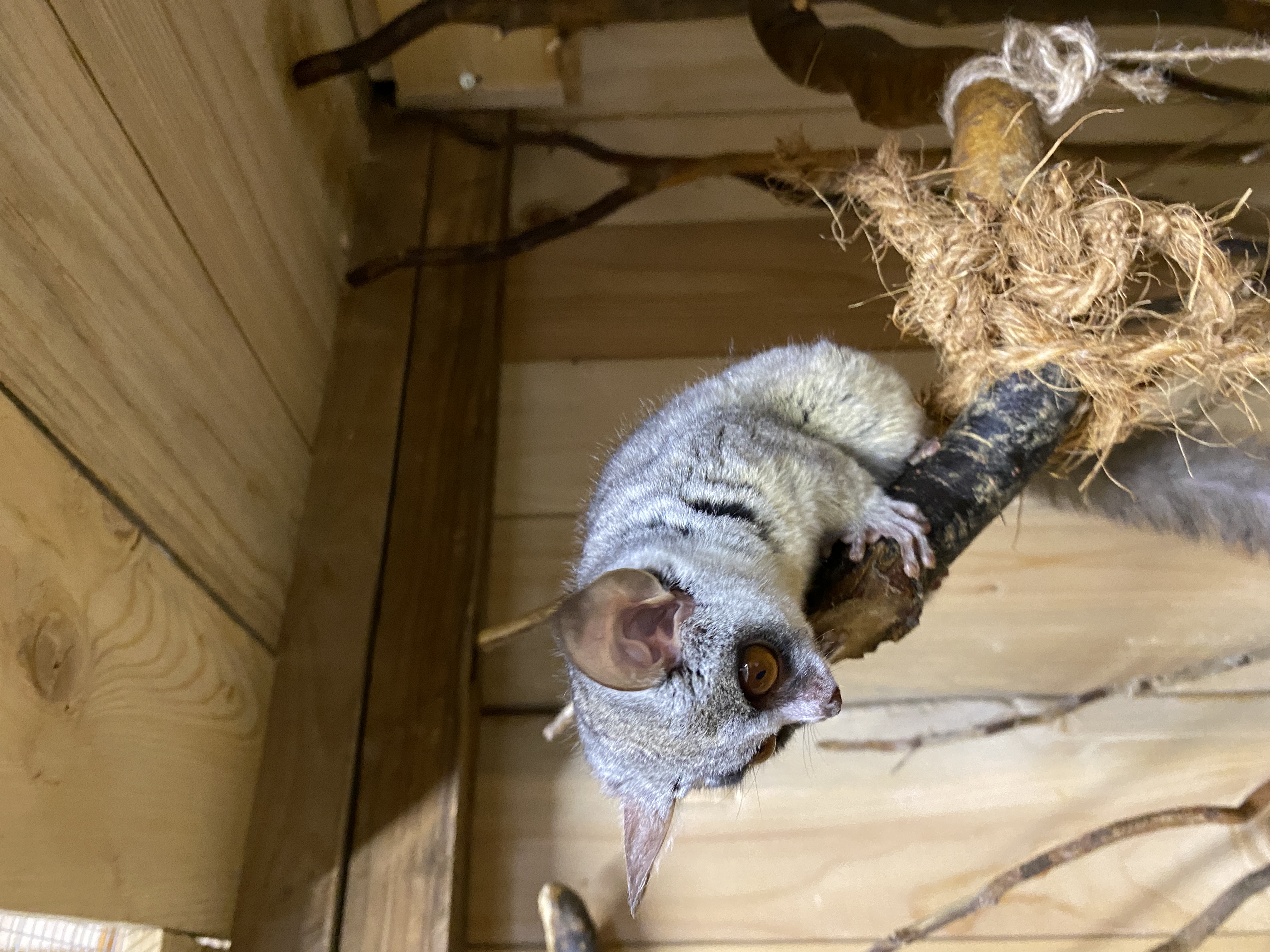 Moholijevi galagi v Tropski hiši