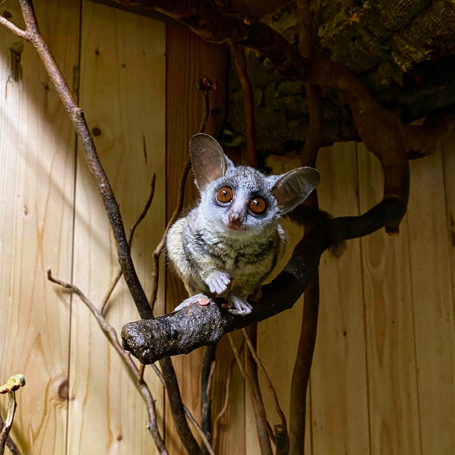 Moholijevi galagi v Tropski hiši