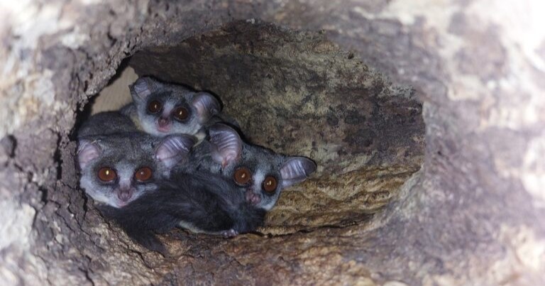 Moholijevi galagi, tropska hiša