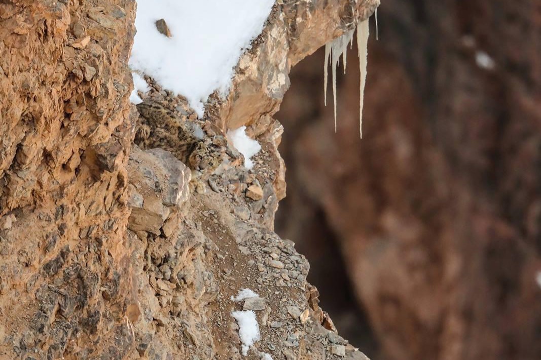 leopard, optična iluzija