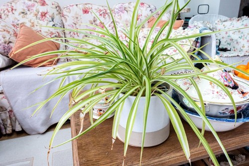 Čopasta zelenčica, kosmuljka, sobna rastllina