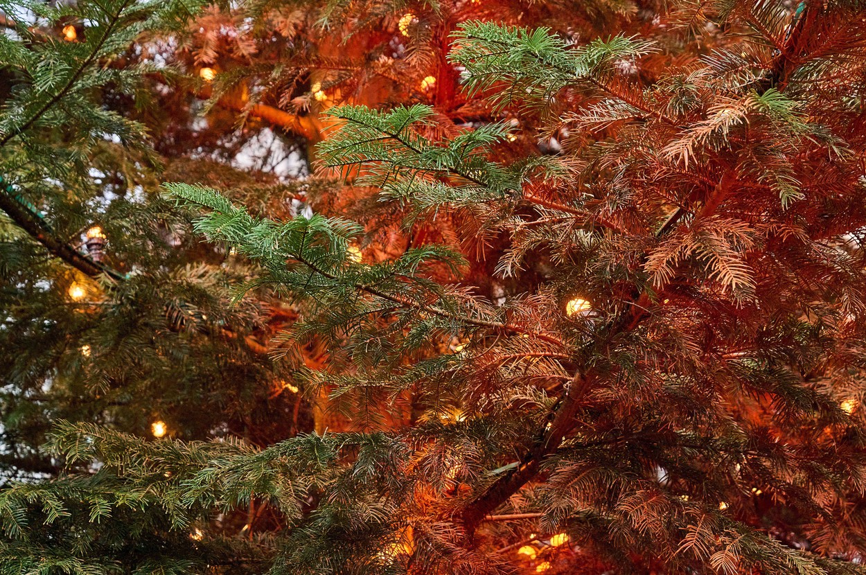 Okoljski aktivist iz skupine Last Generation (Foto: PROFIMEDIA)