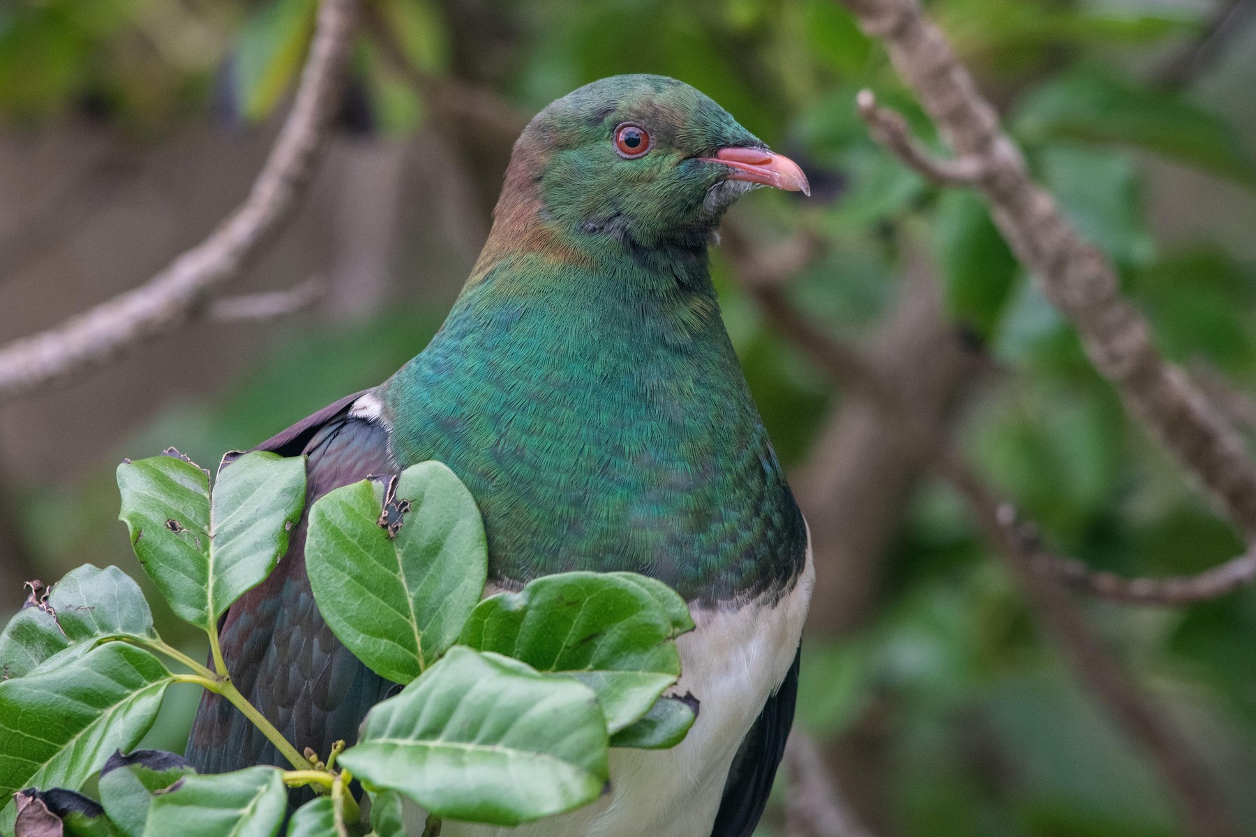 kereru
