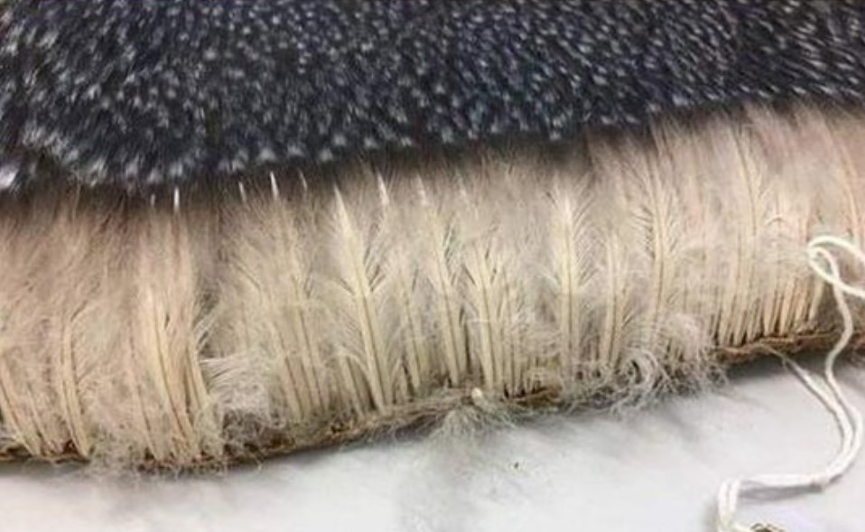 Pingvinovo perje (Foto Massimo X)