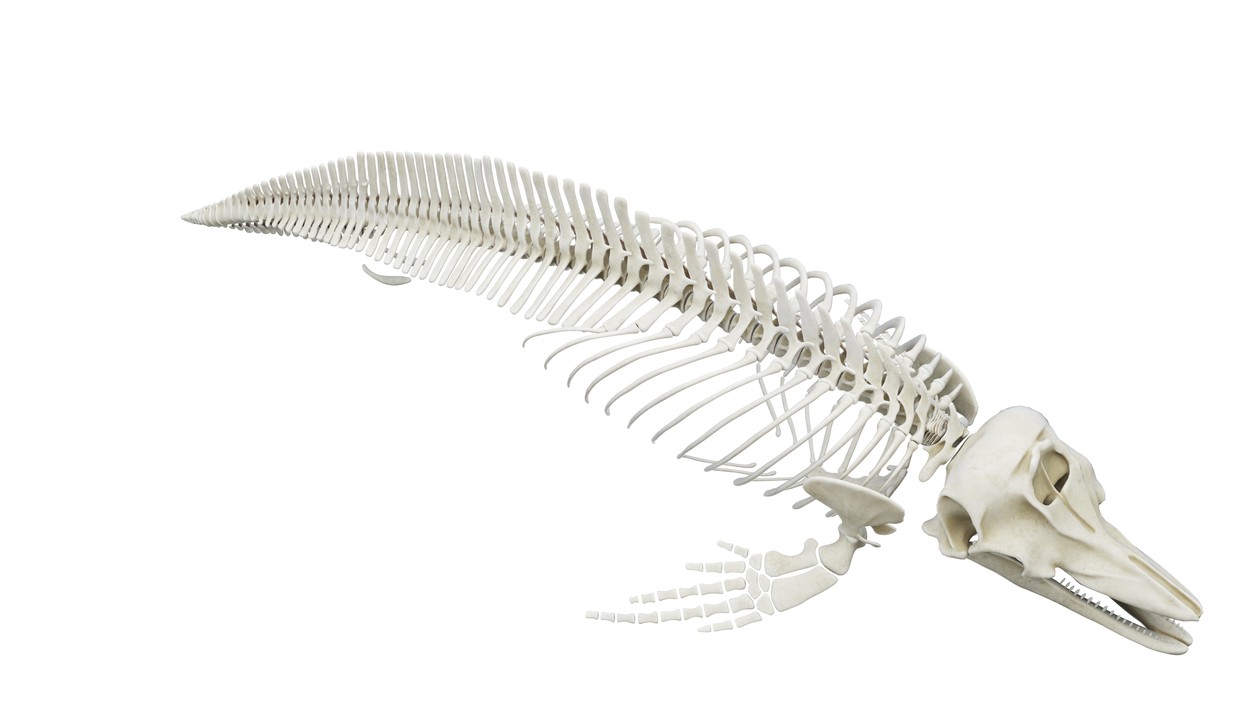 okostje delfina, delfin