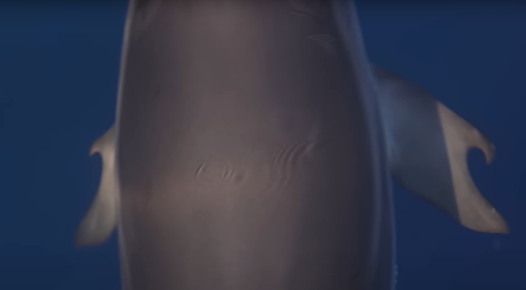 plavut delfina s prstom