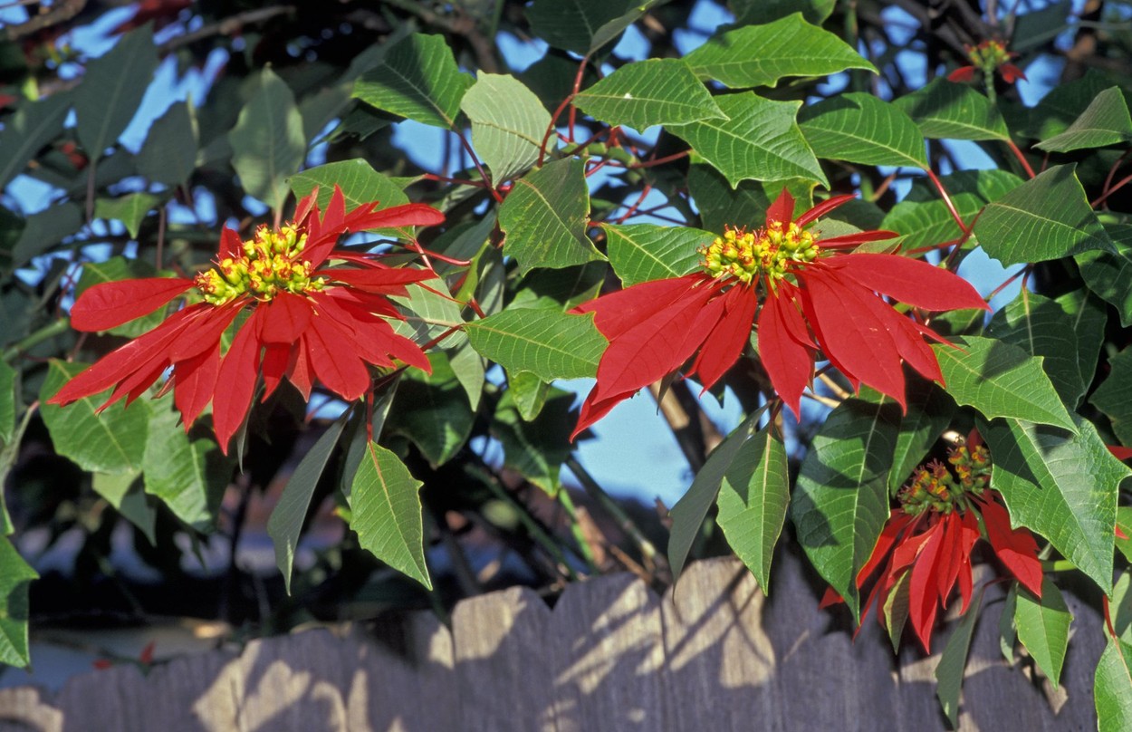 Božična zvezda, Poinsettia, Euphorbia pulcherrima