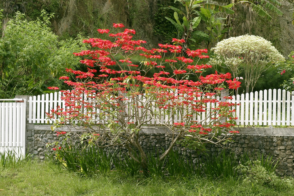 Božična zvezda, Poinsettia, Euphorbia pulcherrima