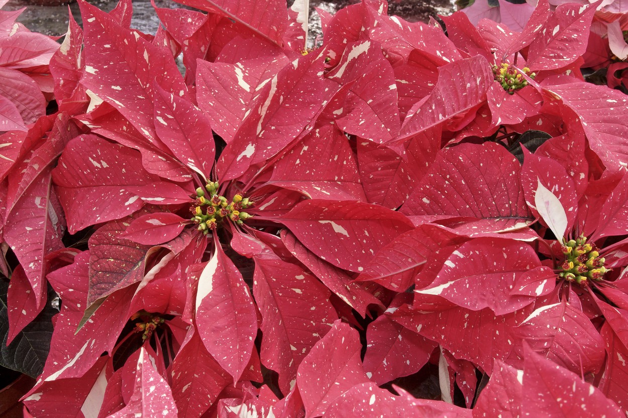 Božična zvezda, Poinsettia, Euphorbia pulcherrima