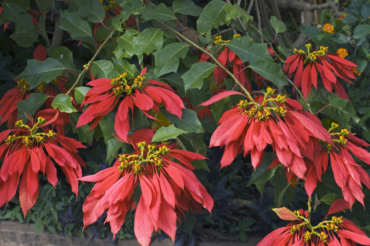 Božična zvezda, Poinsettia, Euphorbia pulcherrima