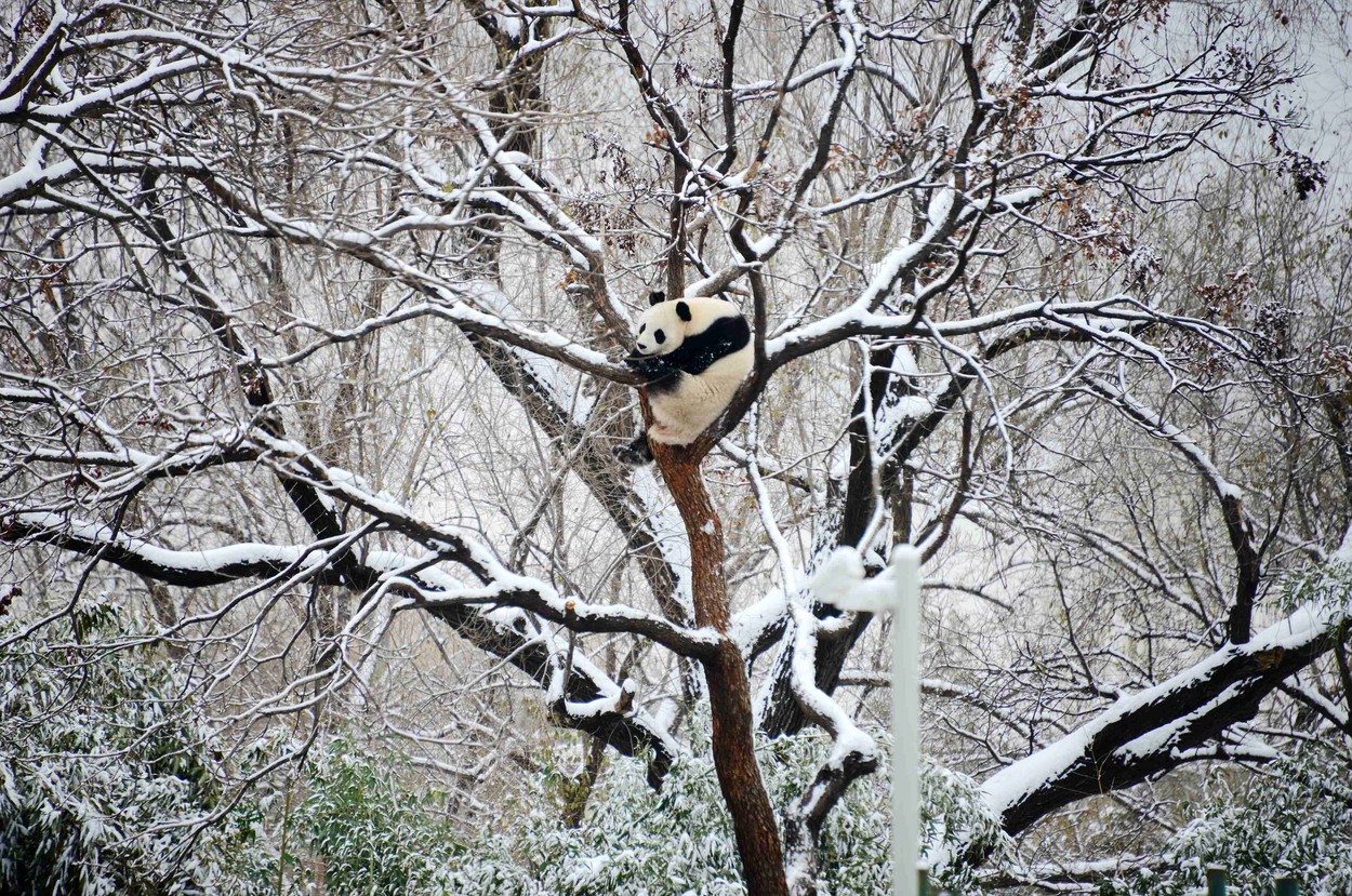 kitajska, peking, mraz, zima