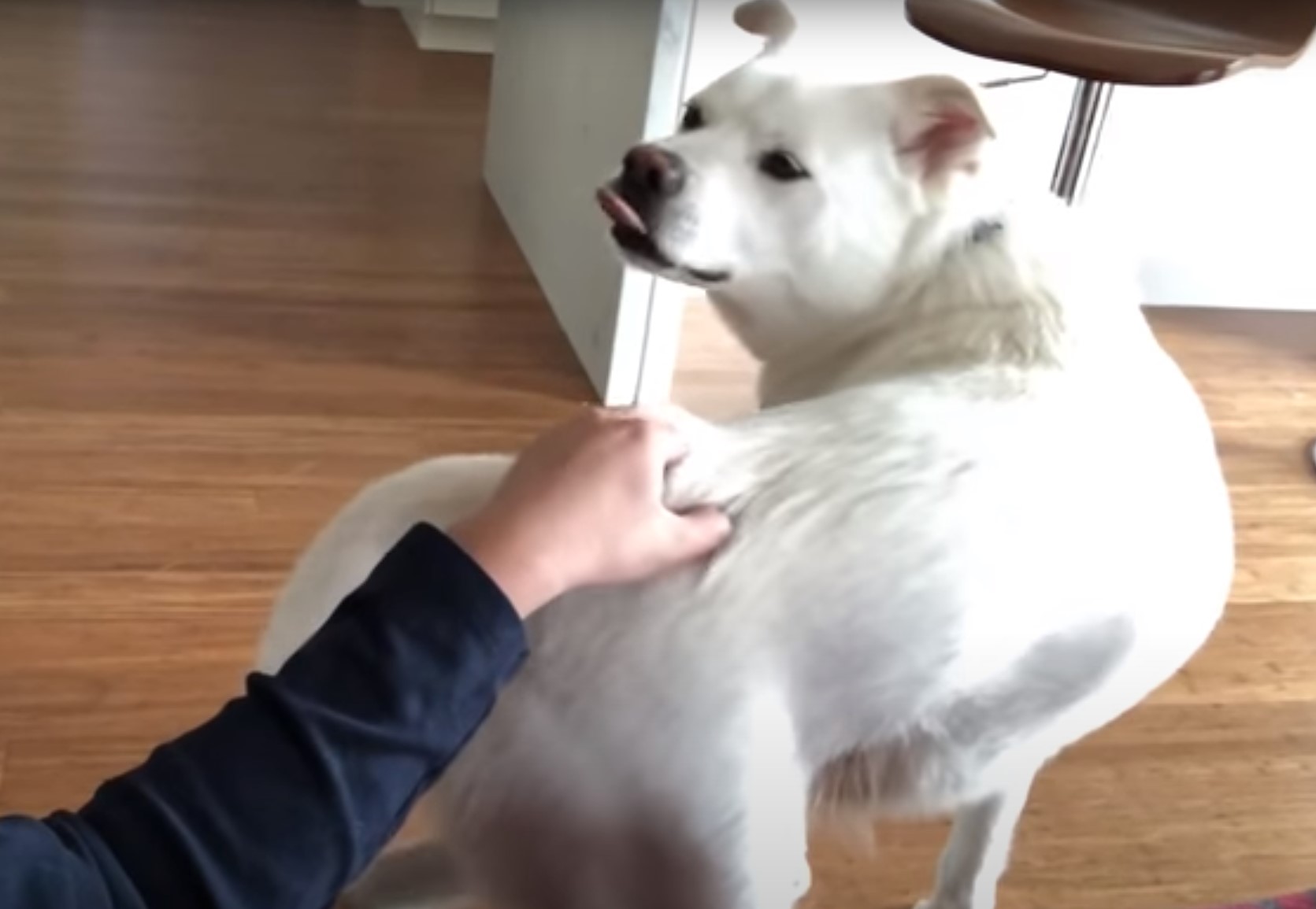 pes, praskanje, božanje