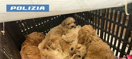 gorizia---sequestro-di-77-cuccioli-di-cane